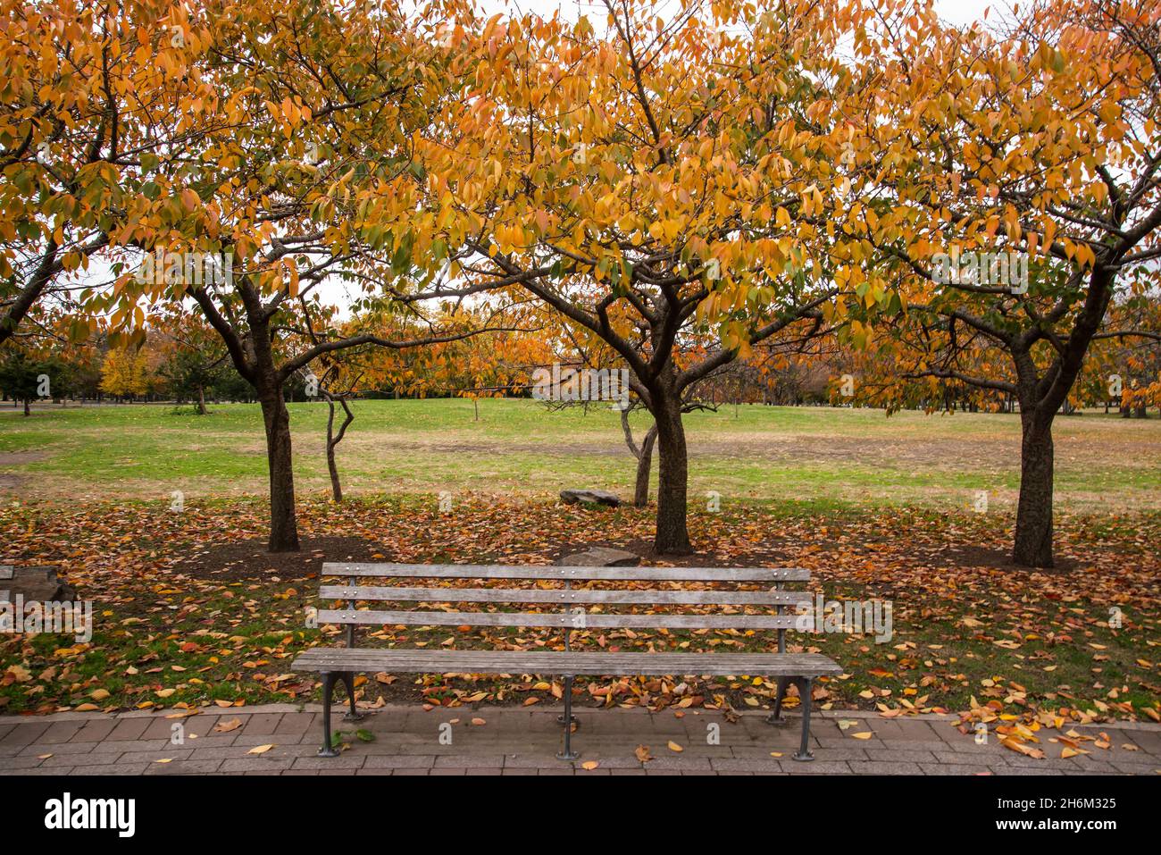 Parques en otoño Foto de stock