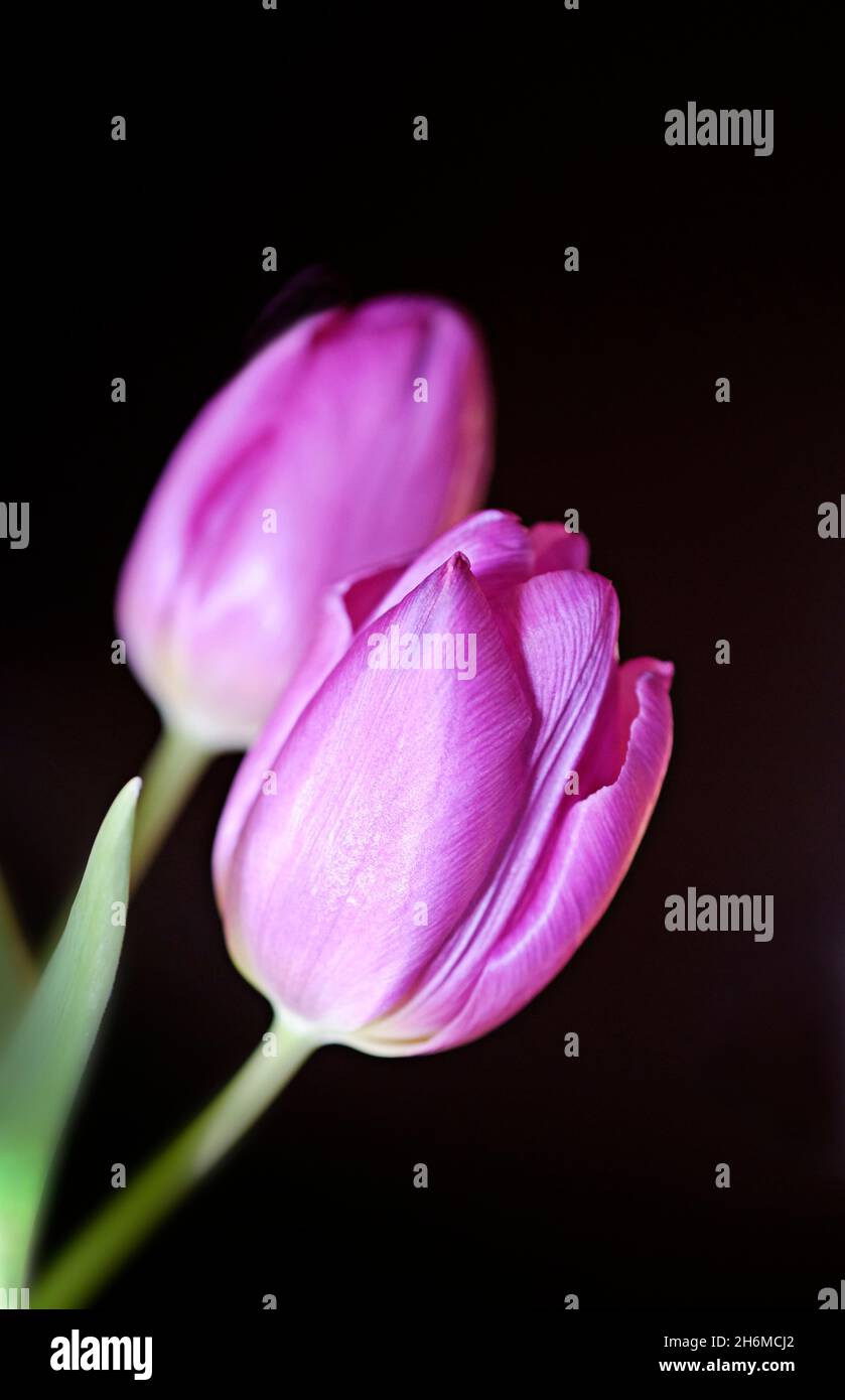 Hermoso tulipán púrpura adecuado como tarjeta de felicitación. Foto de stock