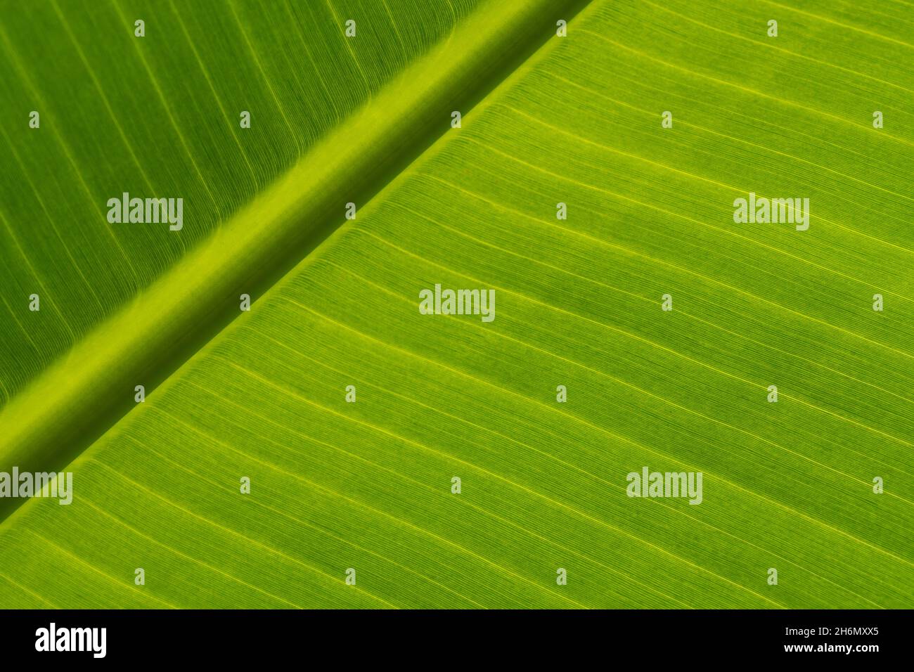 Textura de hojas verdes de una palma de plátano. Fondo ecológico de hojas exóticas, alces-up. Espacio de copia. Foto de stock