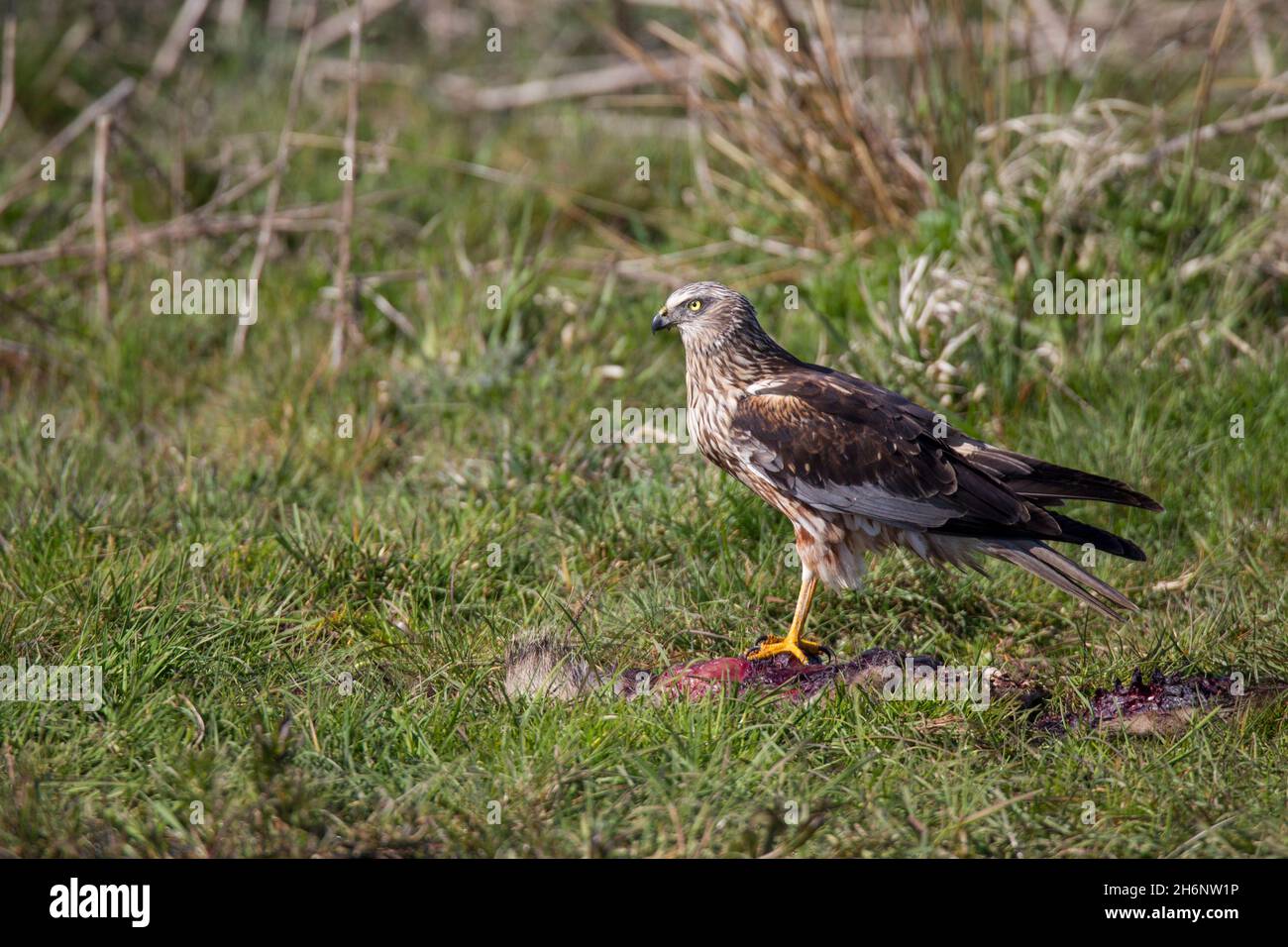 Rohrweihe - Maennchen, Circus aeruginosus, Eurasian Marsh harrier - masculino Foto de stock