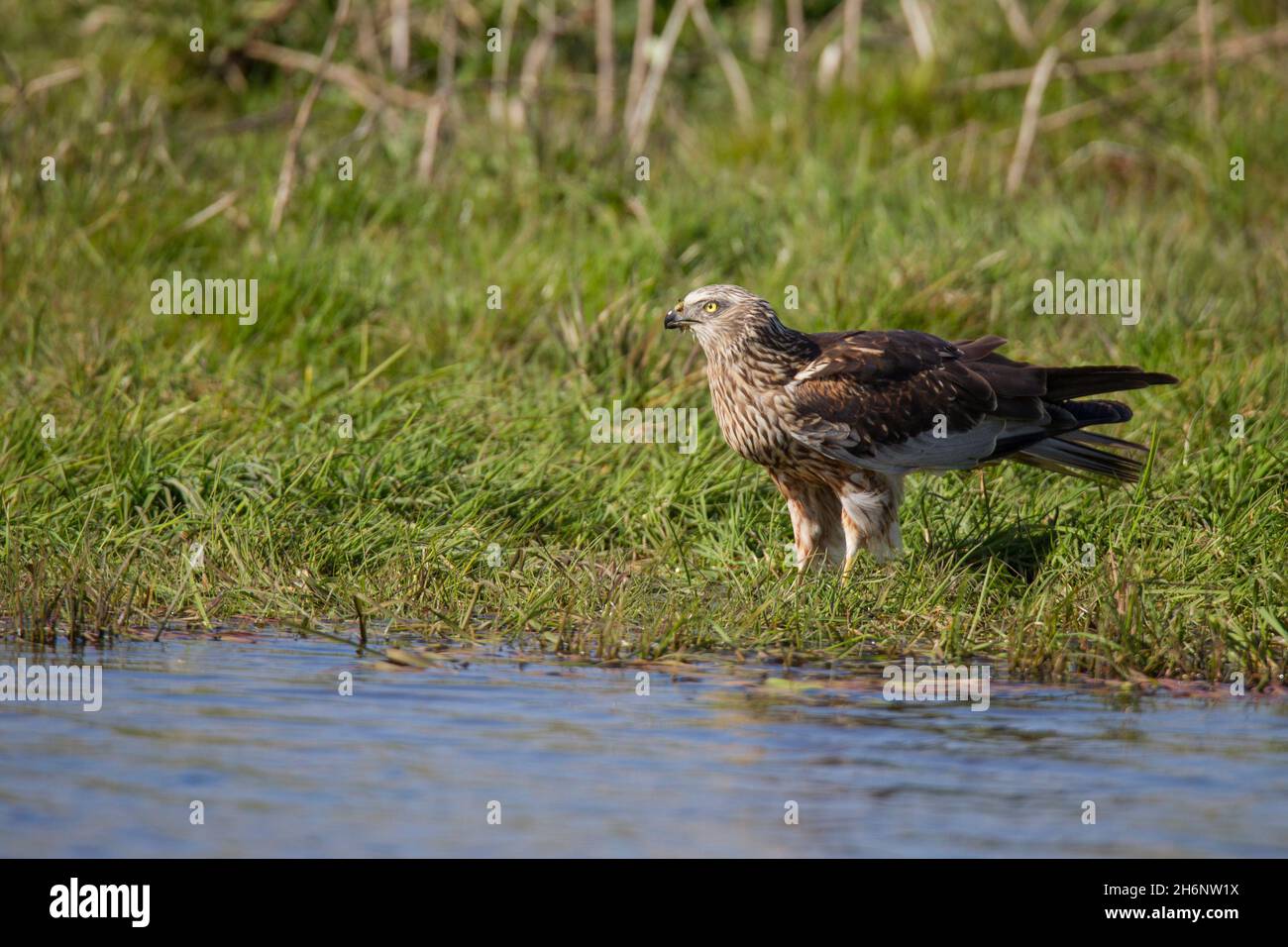 Rohrweihe - Maennchen, Circus aeruginosus, Eurasian Marsh harrier - masculino Foto de stock