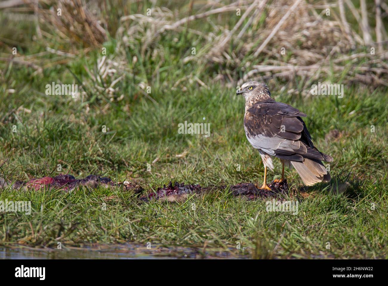 Rohrweihe - Maennchen, Circus aeruginosus, Eurasian Marsh harrier - masculino Foto de stock