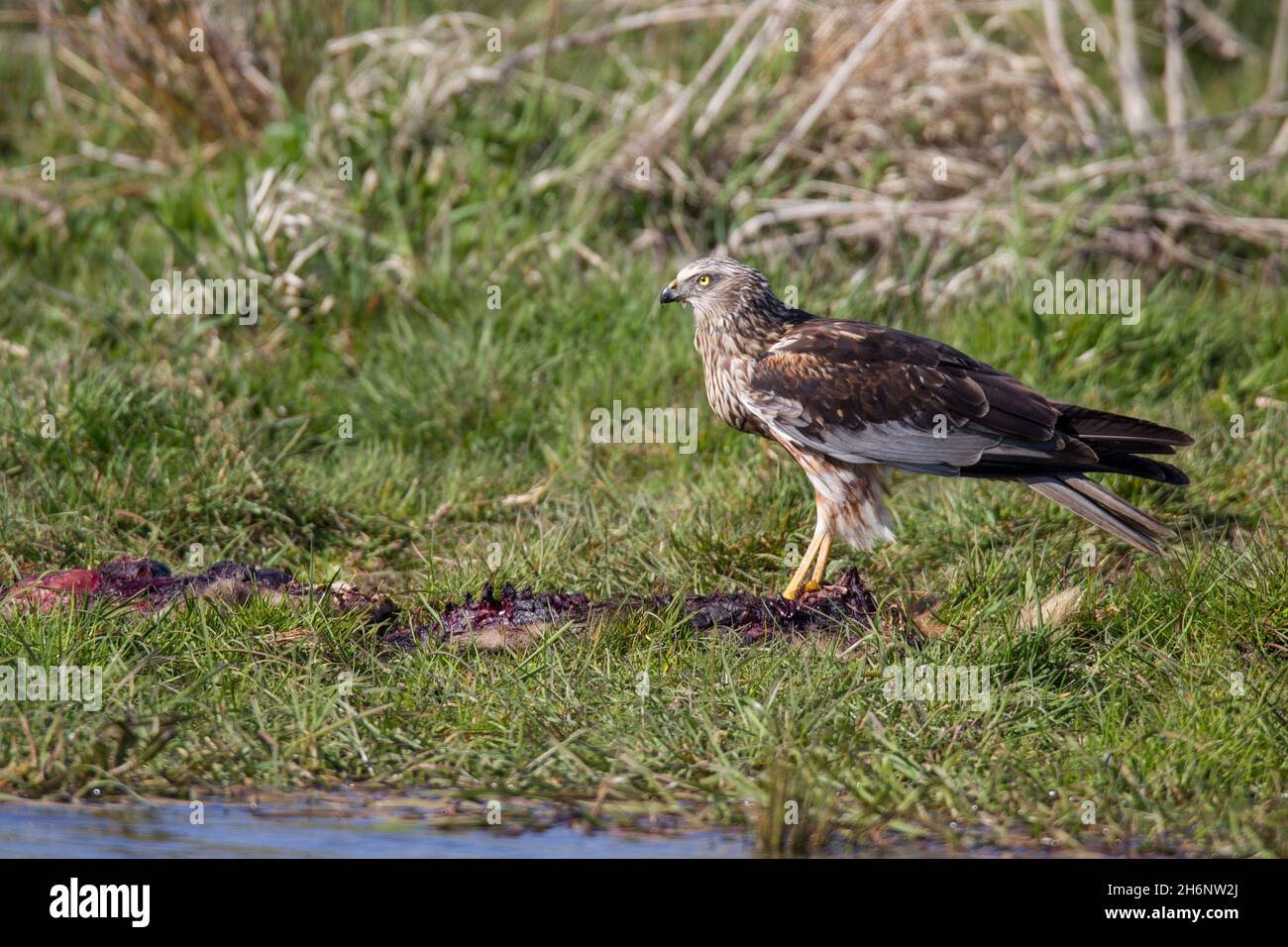 Rohrweihe - Maennchen, Circus aeruginosus, Eurasian Marsh harrier - masculino Foto de stock