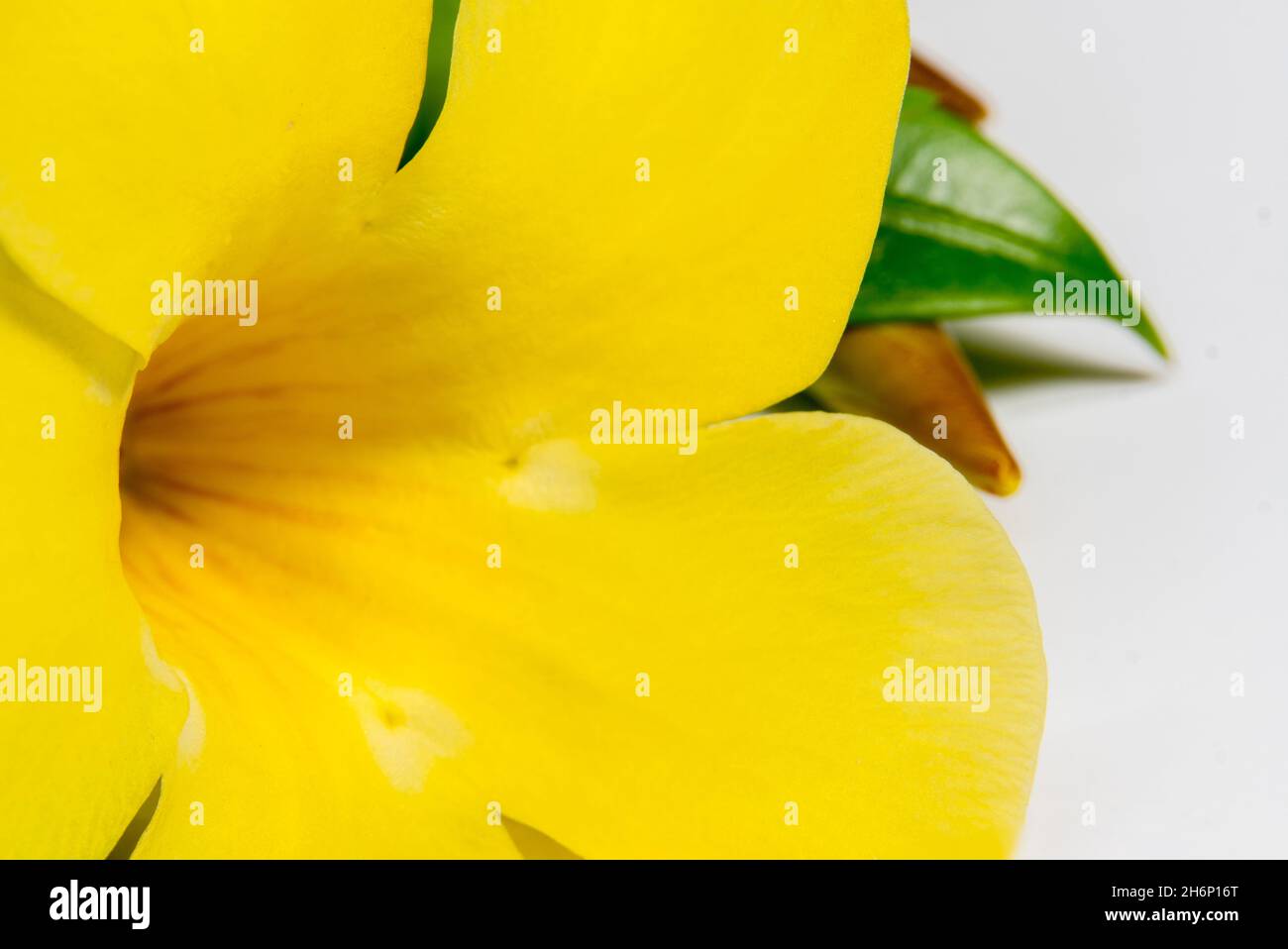 Primer plano macro Hermosa flor de primavera amarilla florece sobre fondo blanco Foto de stock