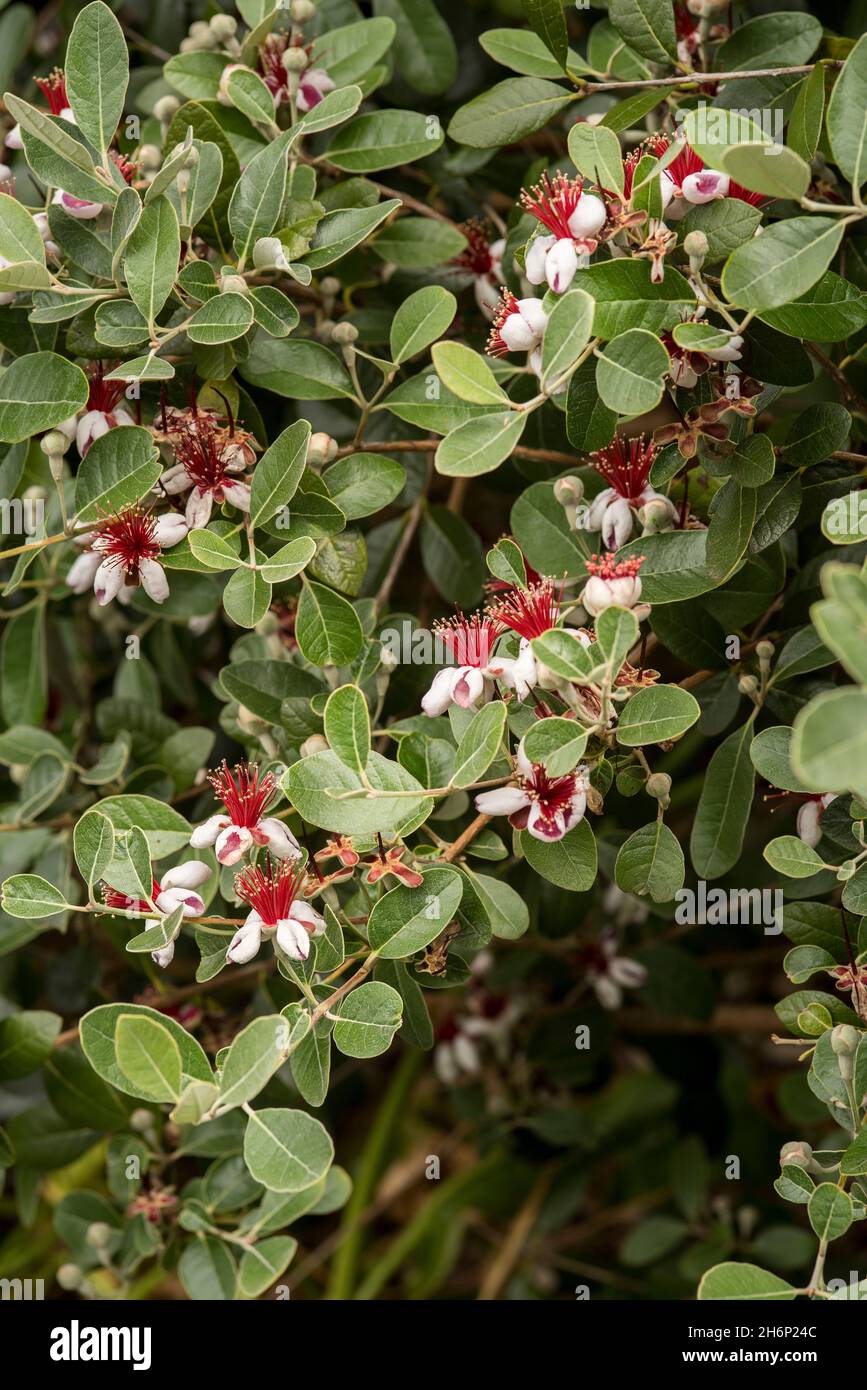 Acca sellowiana alias Feijoa planta de flores en la familia de las mirtáceas.  Arbusto perenne con flores comestibles blancas y rojas y hojas gris-verdes  Fotografía de stock - Alamy