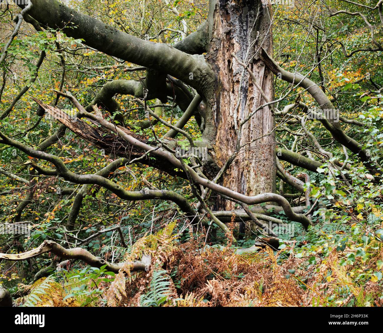 Un árbol inusual, con ramas retorcidas en un entorno natural de bosque, con helechos otoñales debajo del árbol Foto de stock