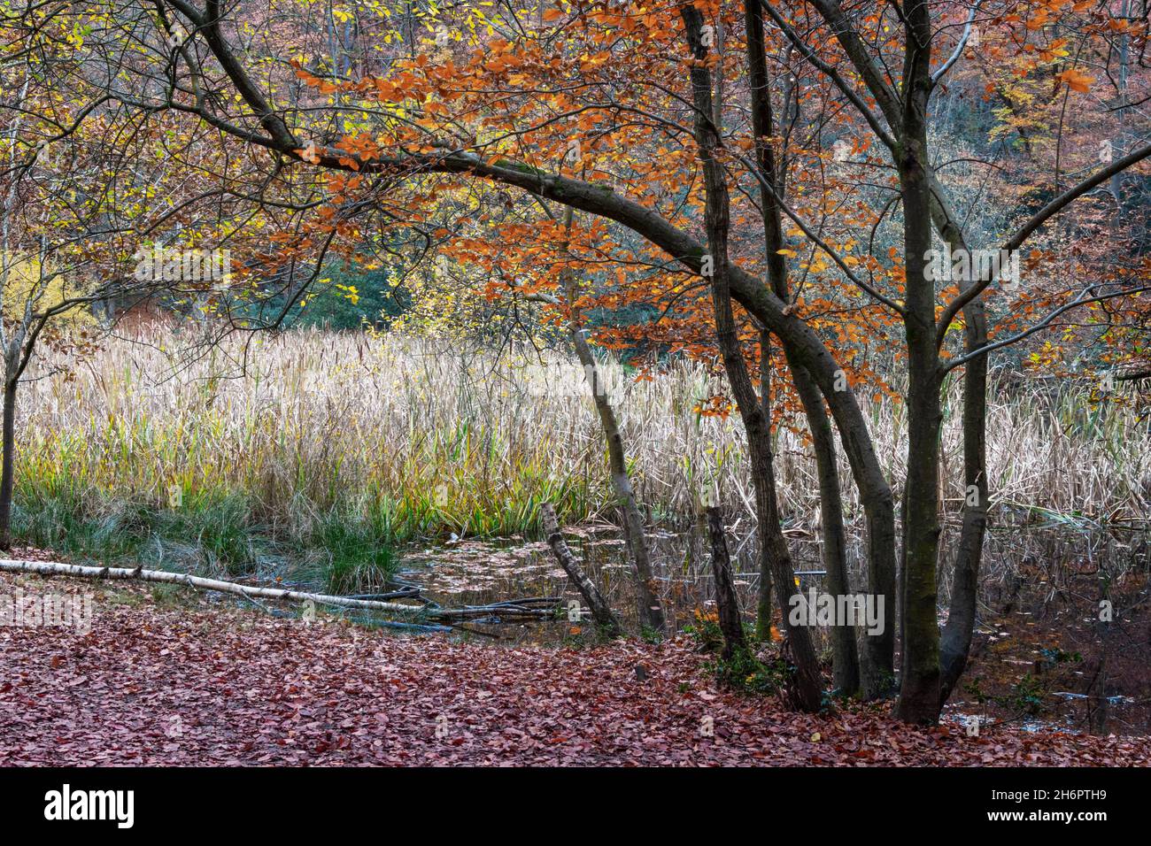 Bosque con cañas en el fondo. Los árboles jóvenes que crecen en las orillas de un estanque que está sobrecrecido con cañas, bosques de Burnham, Buckinghamshire, Reino Unido Foto de stock