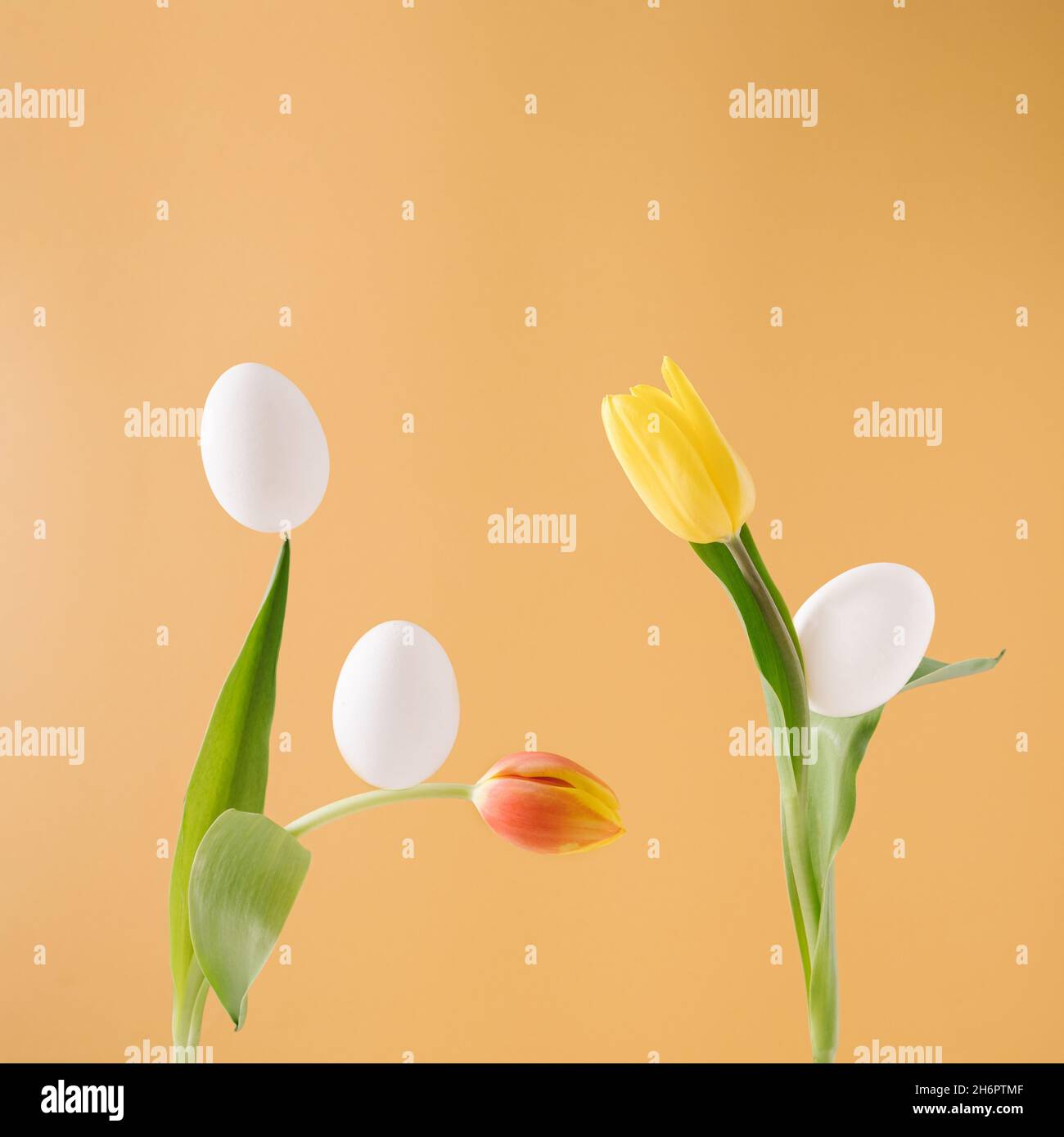 La moderna composición de Pascua hecha con tulipanes amarillos y naranjas y huevos blancos balanceándose encima de ellos. Creativo, mínimo oncept. Foto de stock