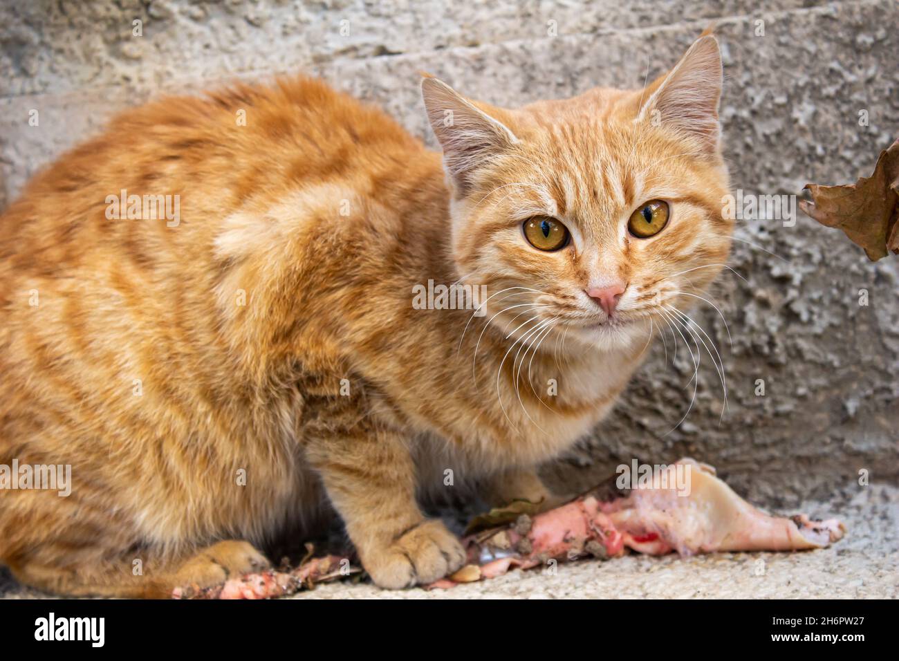 Gato callejero naranja comiendo carne cruda, foto de cerca del adorable gato callejero. Animal callejero hambriento que intenta sobrevivir. Foto de stock