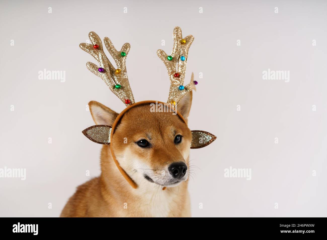 Tarjeta de broma animal fotografías e imágenes de alta resolución - Página  3 - Alamy