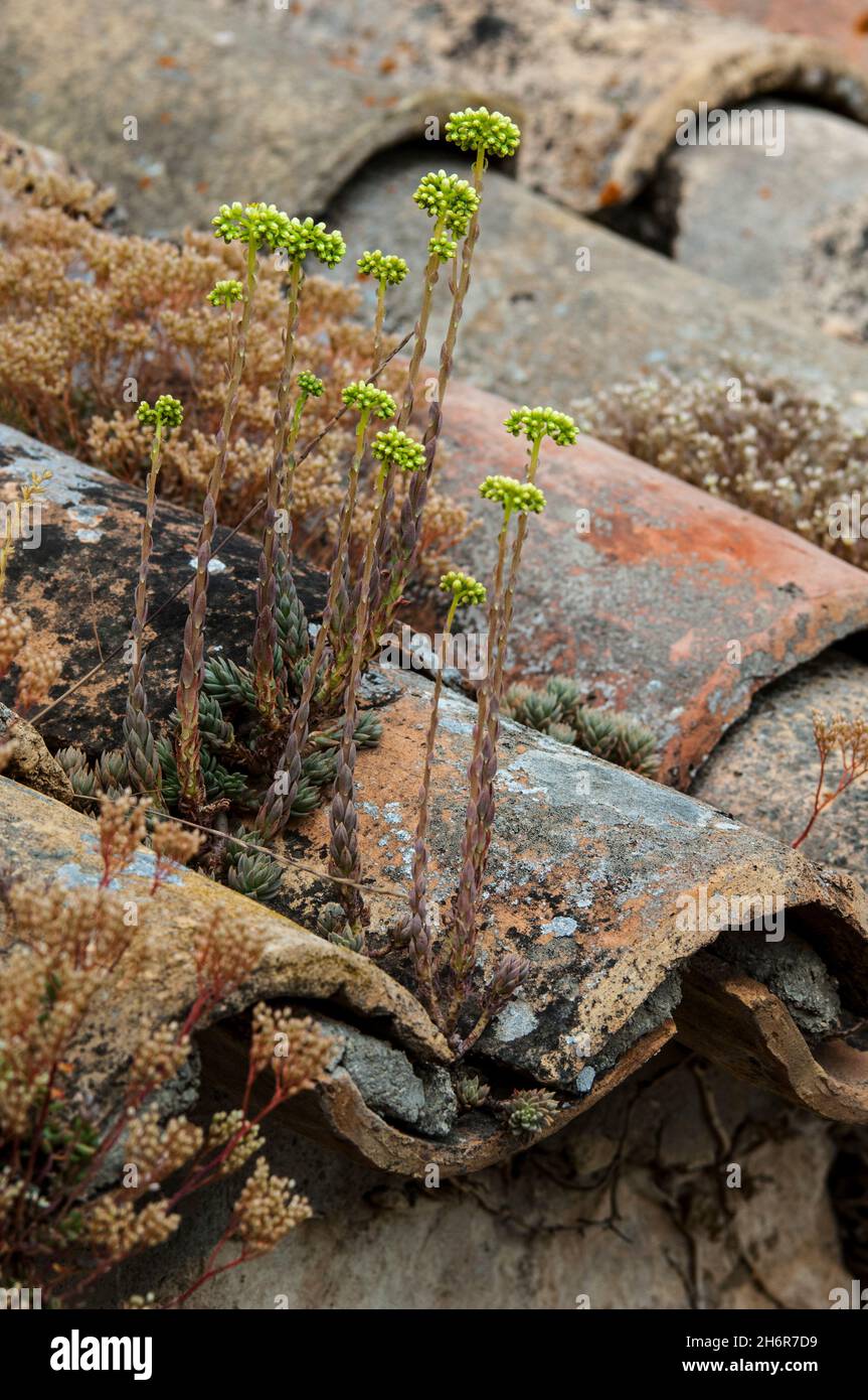 Piedra pálida (Petrosedum sediforme / Sedum sediforme / Sempervivum sediforme) en flor, creciendo sobre las antiguas tejas de la casa mediterránea Foto de stock