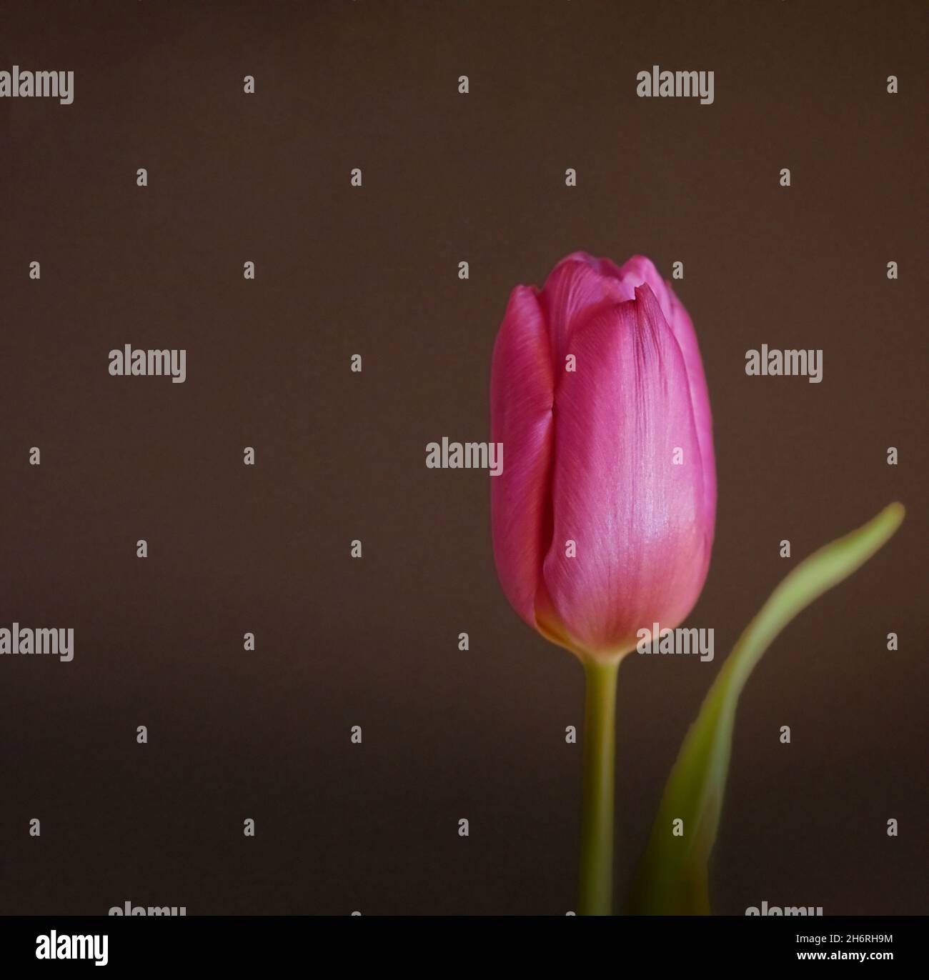 Impresionante tulipán de color lila o púrpura, adecuado como tarjeta de felicitación Foto de stock