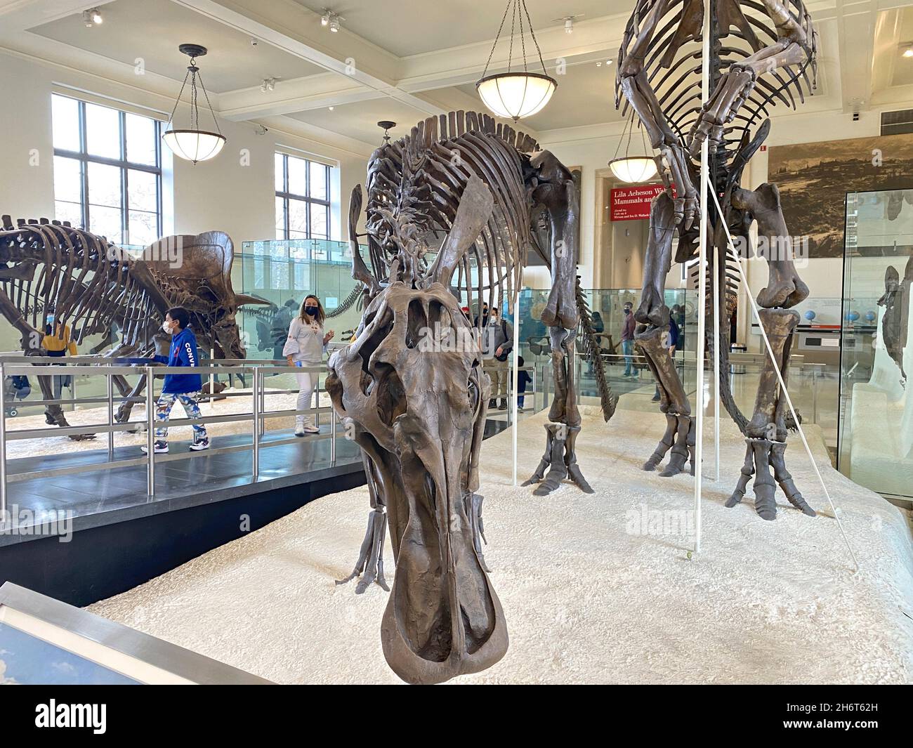 Dinosaurio con pico de pato. Esqueletos de dinosaurios en exhibición en el cuarto piso del Museo Americano de Historia Natural. Foto de stock