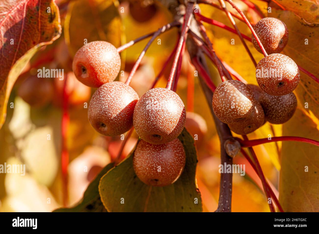 Especies de árboles tóxicos fotografías e imágenes de alta resolución -  Alamy