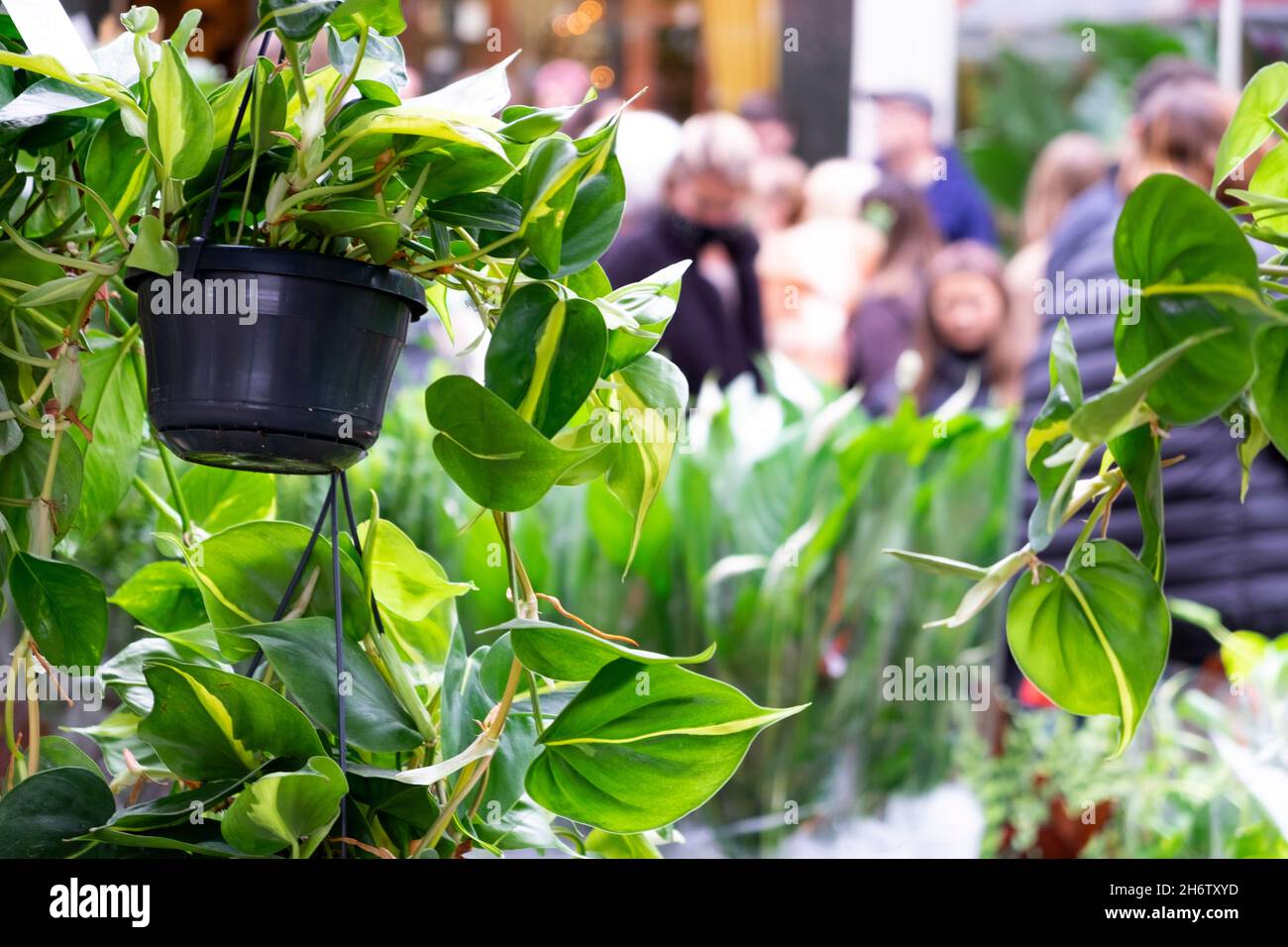 Columbia Road Flower Market Gente comprando plantas flores en la calle en puestos de mercado el domingo en noviembre de 2021 East London Reino Unido KATHY DEWITT Foto de stock