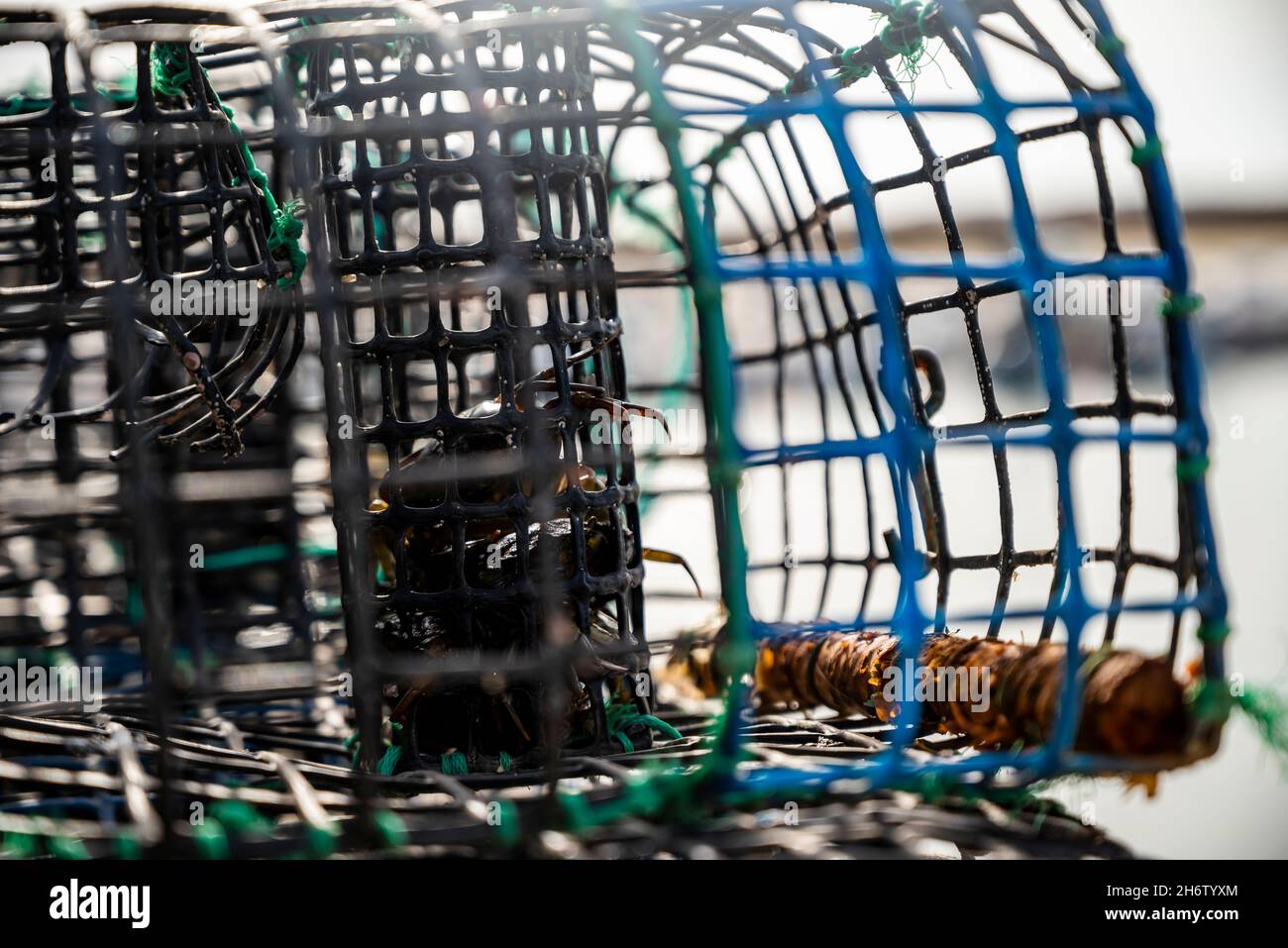 Cangrejos pequeños utilizados como cebo en trampas de pulpo en Alvor, Algarve, Portugal Foto de stock
