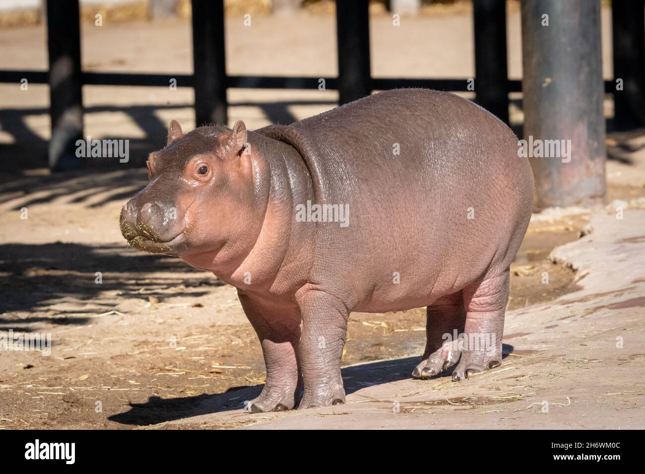 Nuevo Hipopótamo Fotos e Imágenes de stock - Alamy