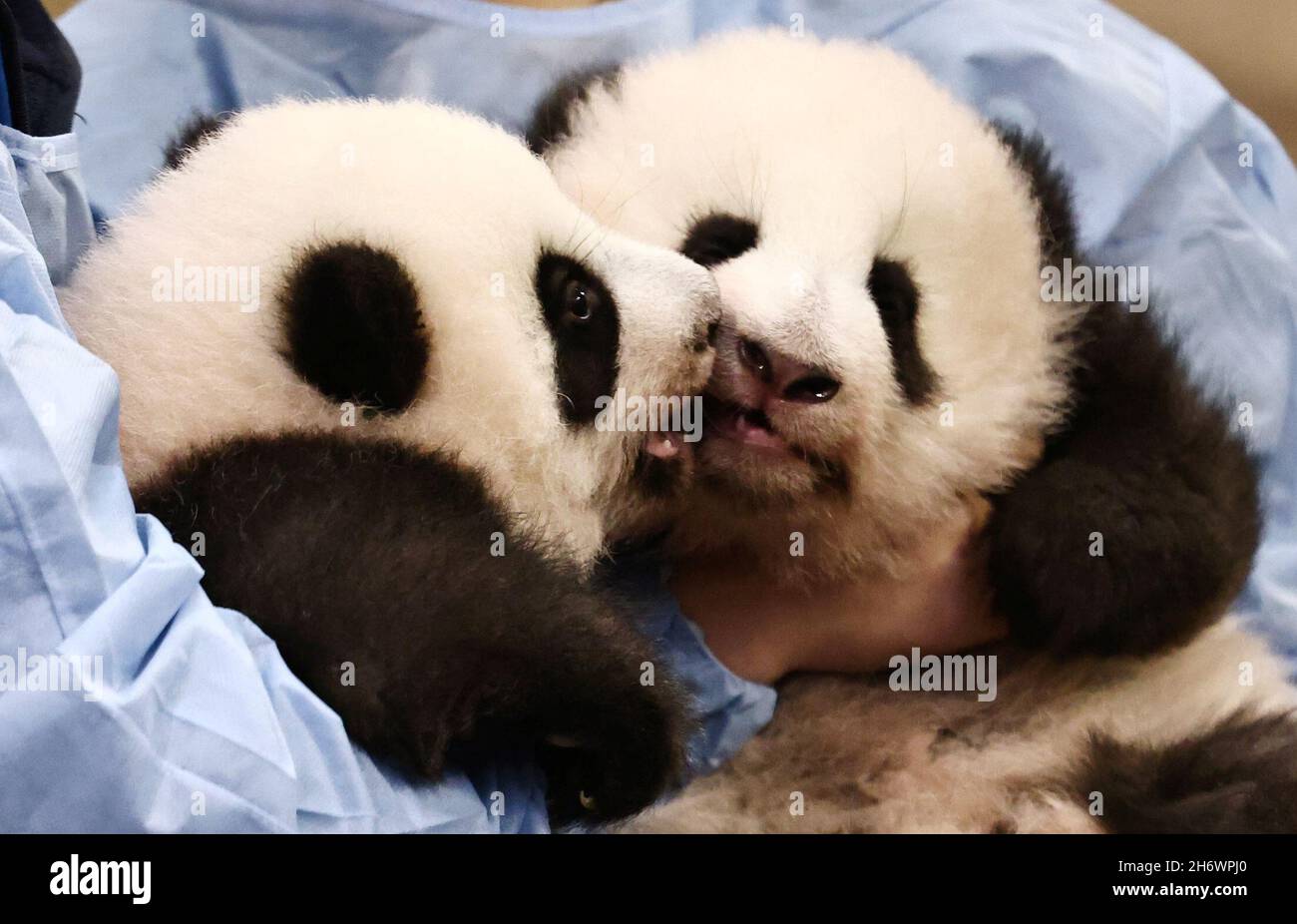 Los cuidadores de animales posan con pandas recién nacidos de bebés gemelos antes de una ceremonia de nombramiento en el zoológico de Beauval, en Saint-Aignan-sur-Cher, Francia, 18 de noviembre de 2021. REUTERS/Sarah Meyssonnier Foto de stock