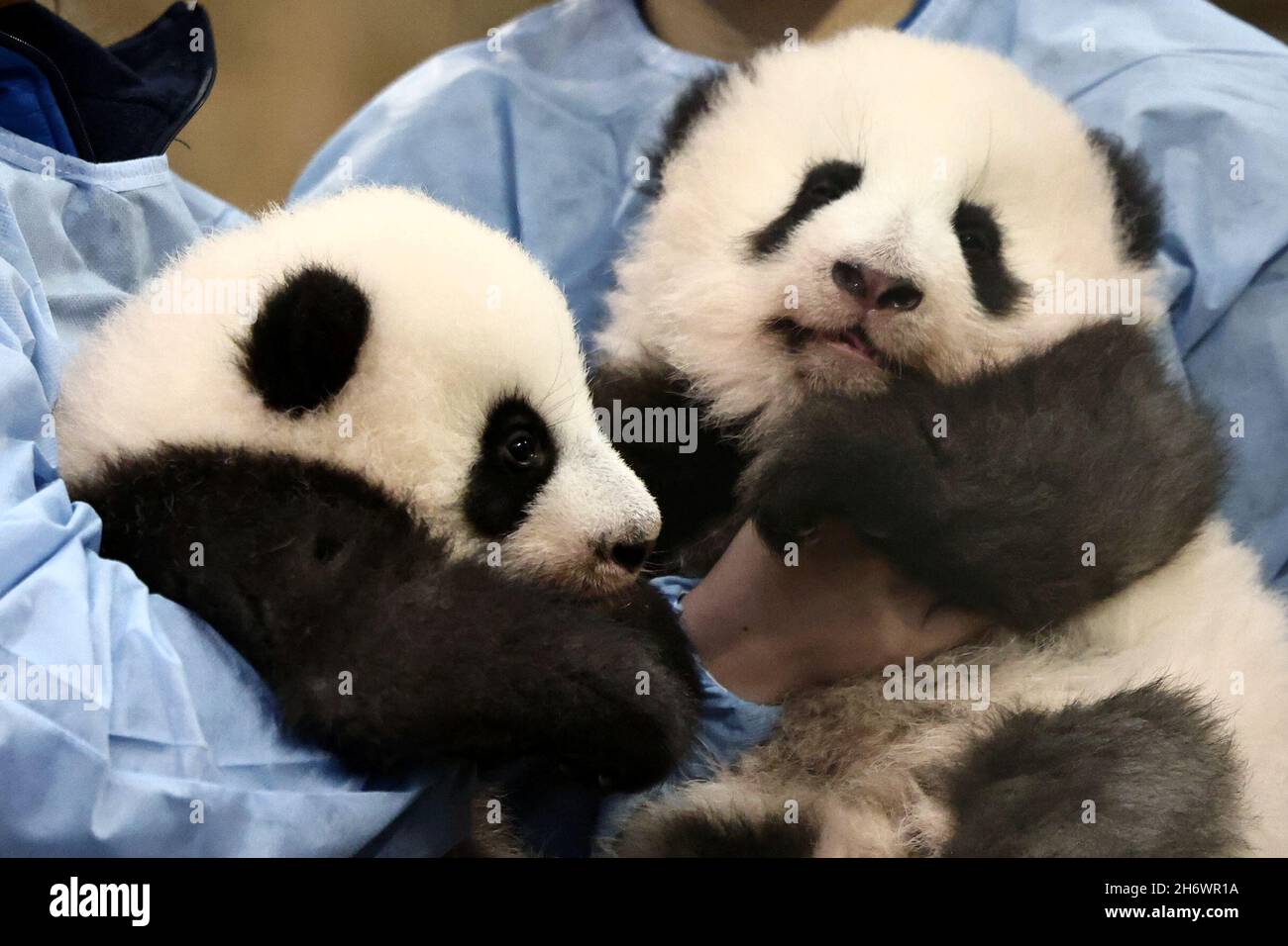Los cuidadores de animales posan con pandas recién nacidos de bebés gemelos antes de una ceremonia de nombramiento en el zoológico de Beauval, en Saint-Aignan-sur-Cher, Francia, 18 de noviembre de 2021. REUTERS/Sarah Meyssonnier Foto de stock