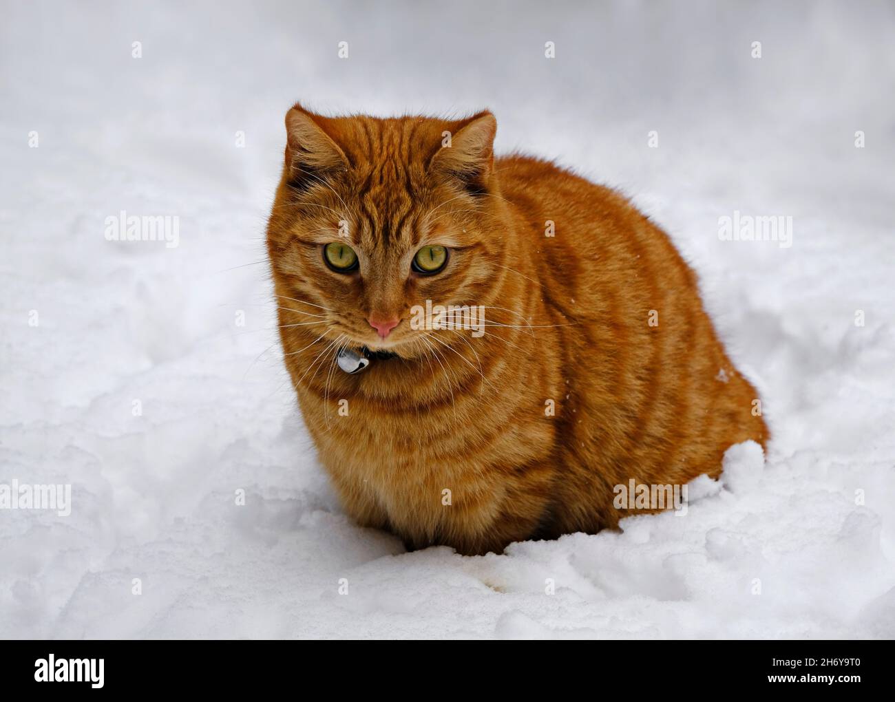 Un Ginger Cat maduro experimentando su primera nieve. Foto de stock