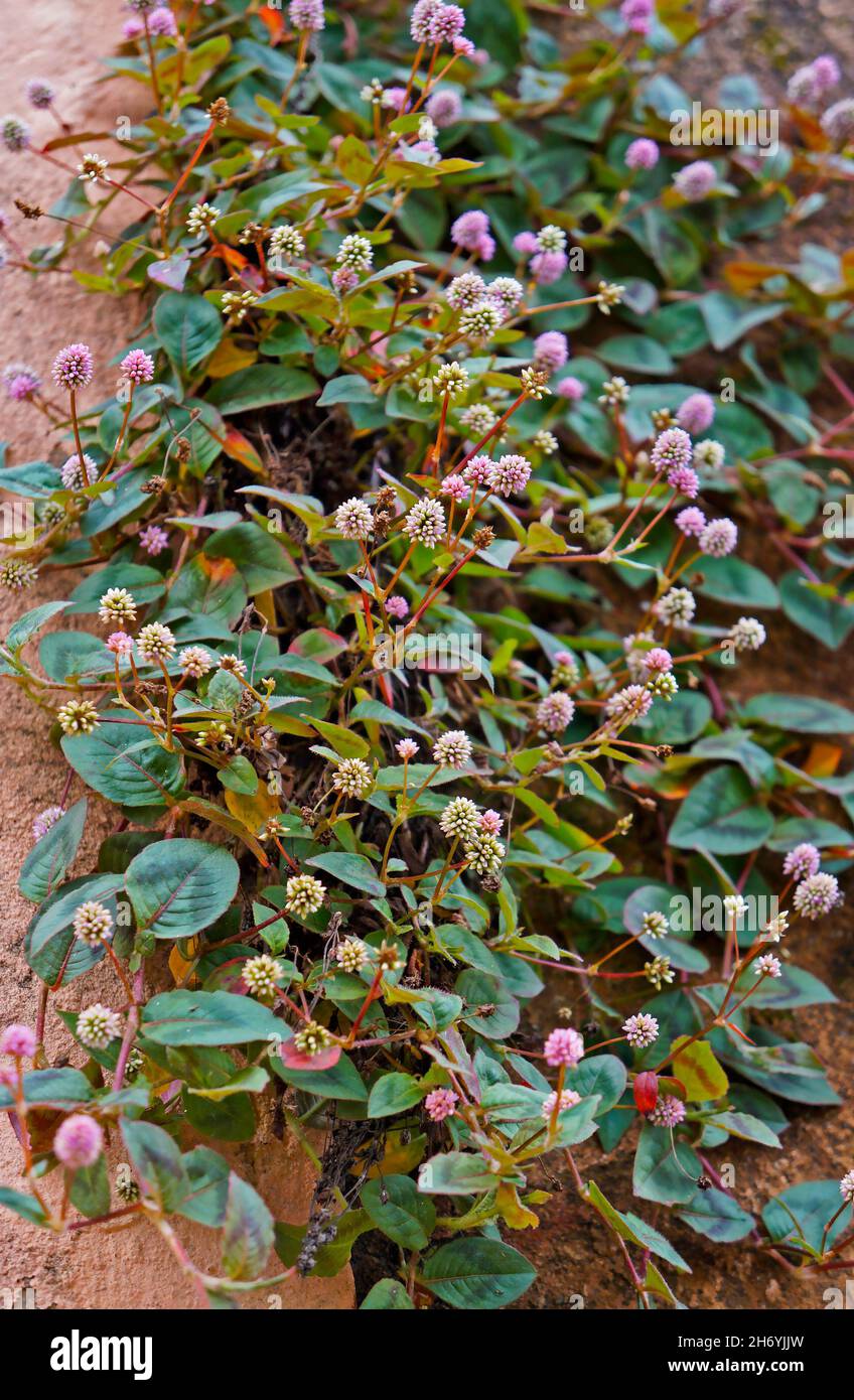 Flores de amaranto de globo rosa en la pared (Gomphrena globosa) Foto de stock