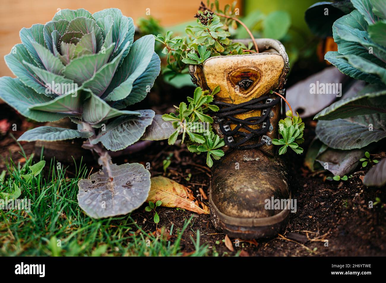 Primer plano de una vieja bota desgastada como una maceta de flores con plantas verdes creciendo en ella Foto de stock