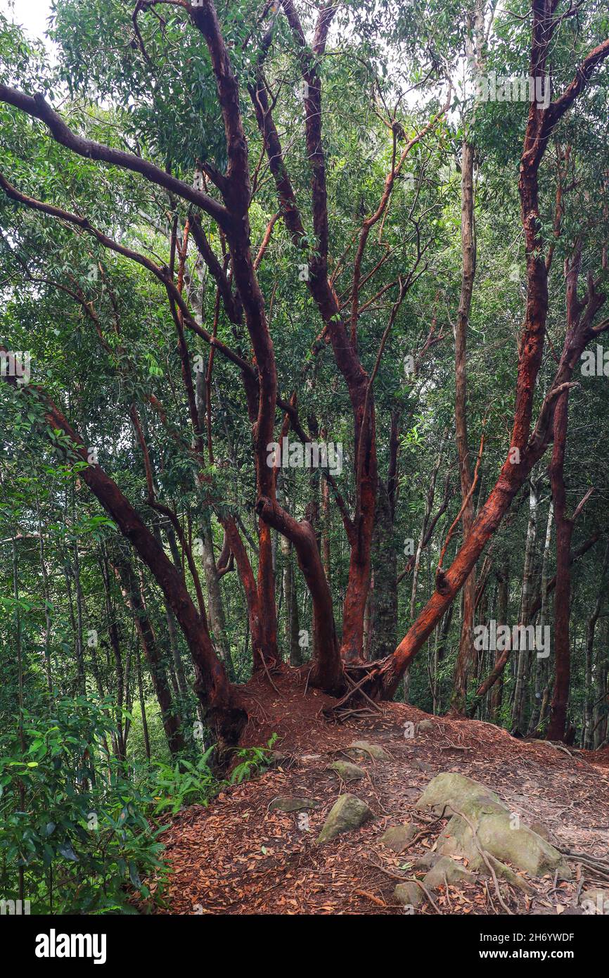 Mítico árbol rojo en la familia myrtaceae en un bosque montano en Malasia Foto de stock