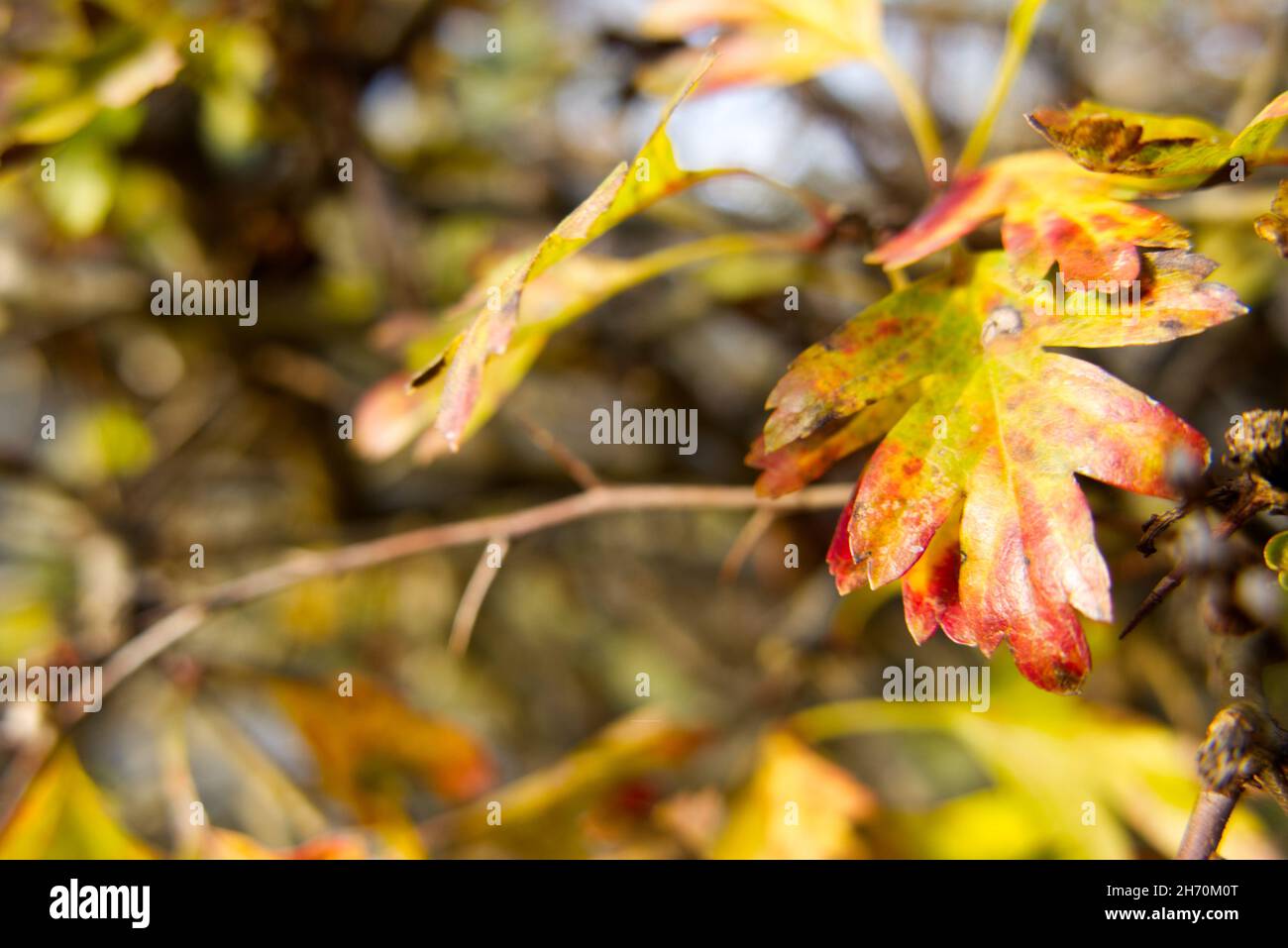 Primer plano de una hoja de espino (Crataegus) que se convierte de verde a amarillo, naranja y rojo en un día soleado en otoño. Copiar espacio a la izquierda. Foto de stock