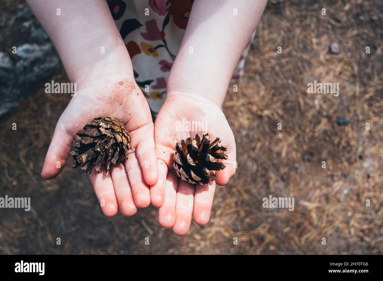 Niño sosteniendo conos de pino Foto de stock