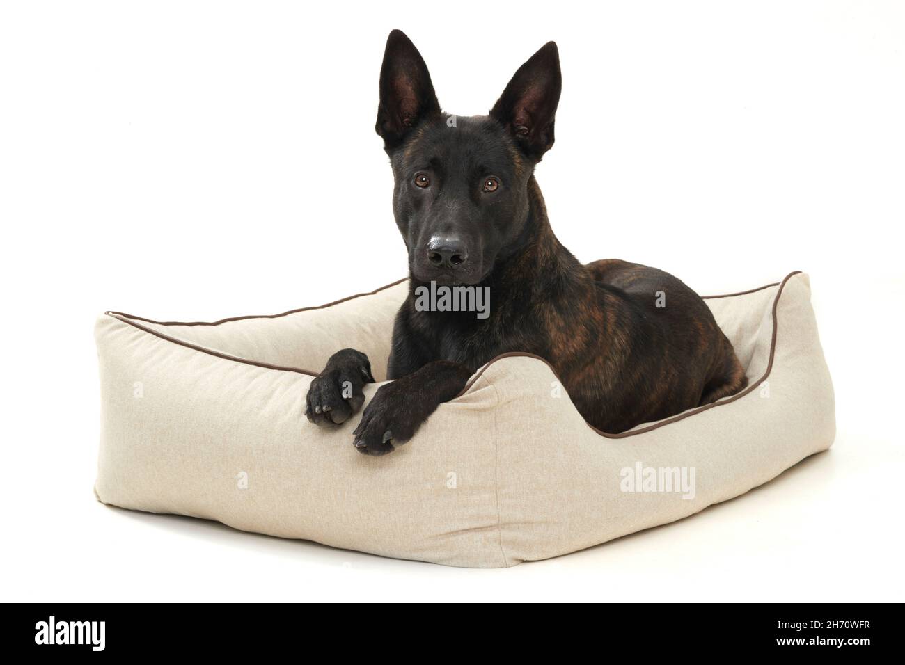 Perro pastor holandés. Un perro adulto yace en una cama para perros. Imagen de estudio sobre fondo blanco. Alemania Foto de stock