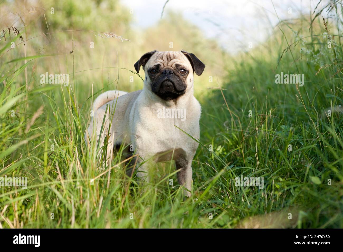 Pug. Perro adulto de pie en una pradera. Alemania Foto de stock