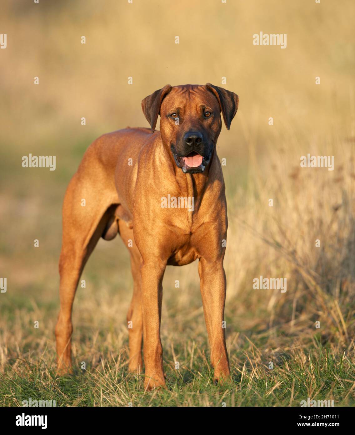 Ridgeback Rhodesia. Perro adulto de pie en un prado. Alemania Foto de stock