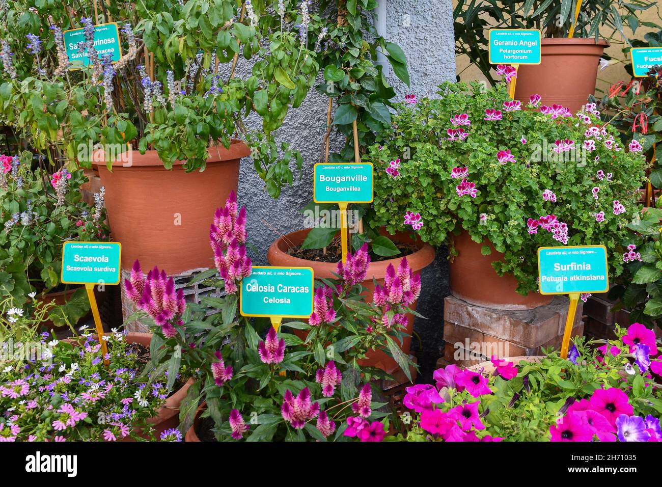 Detalle de un jardín botánico con plantas floridas en macetas y etiquetas que indican sus nombres y variedades, Alassio, Savona, Liguria, Italia Foto de stock