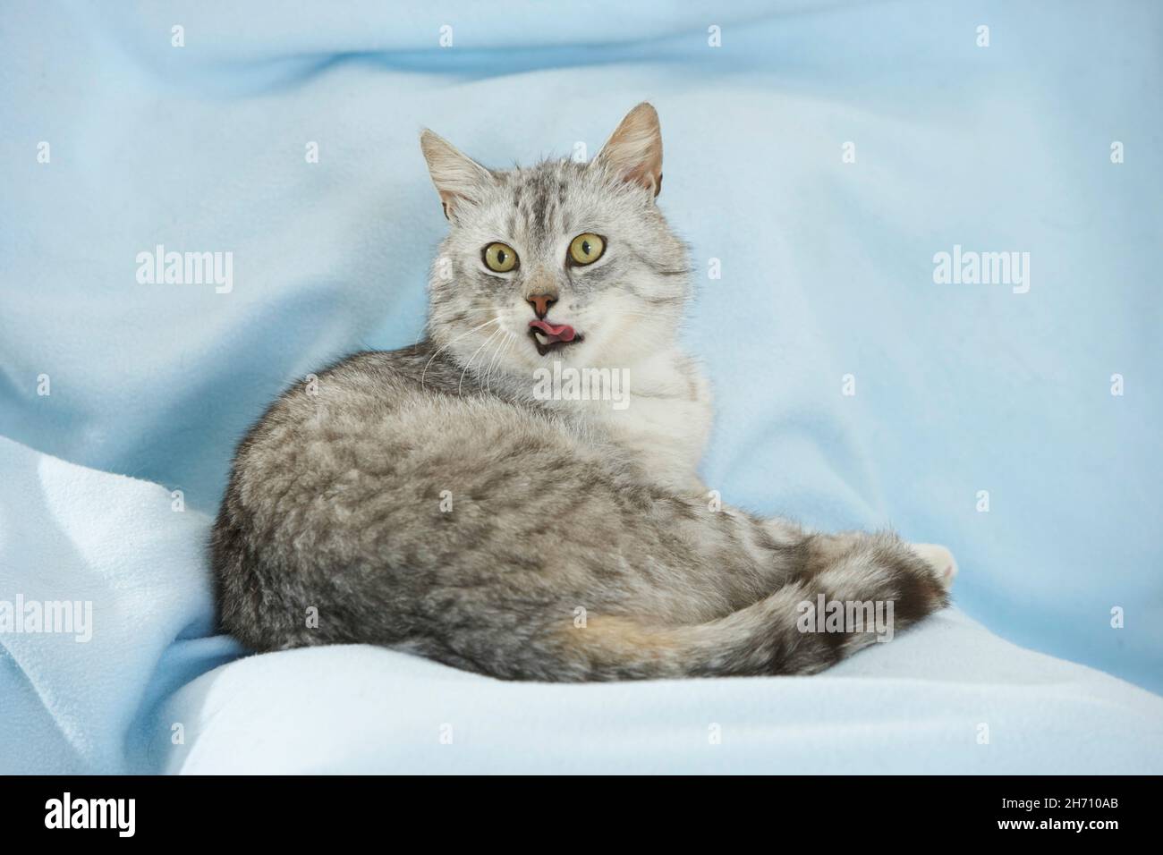 Gato doméstico. Adulto tabby acostado sobre una manta azul claro. Alemania Foto de stock