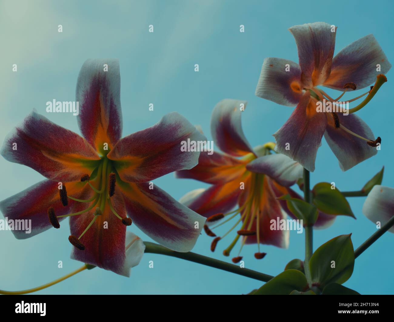 Lirium fotografías e imágenes de alta resolución - Alamy