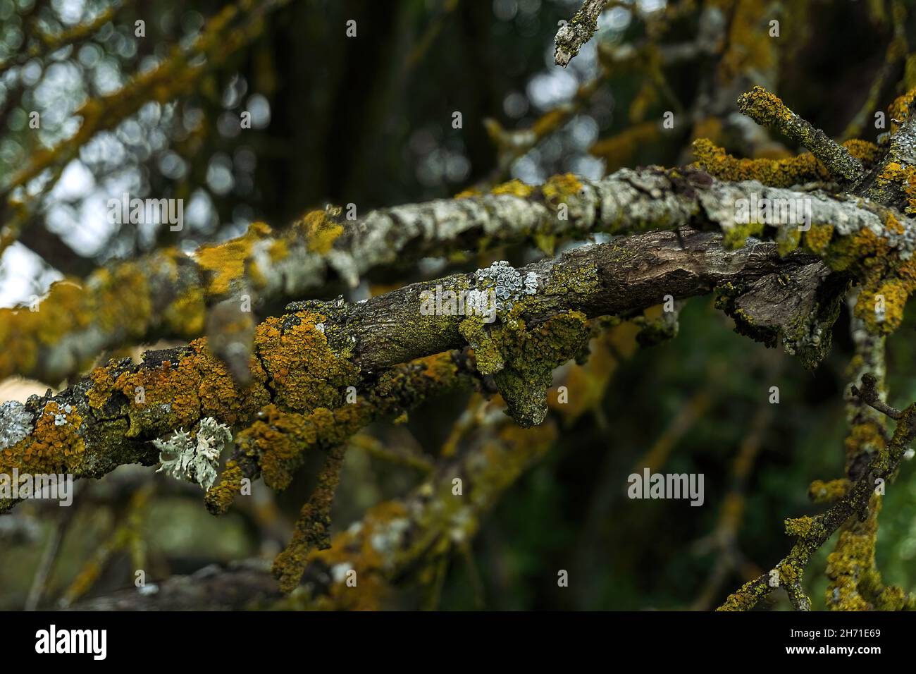 Musgo amarillo y blanco en rama en bosque de verano Foto de stock