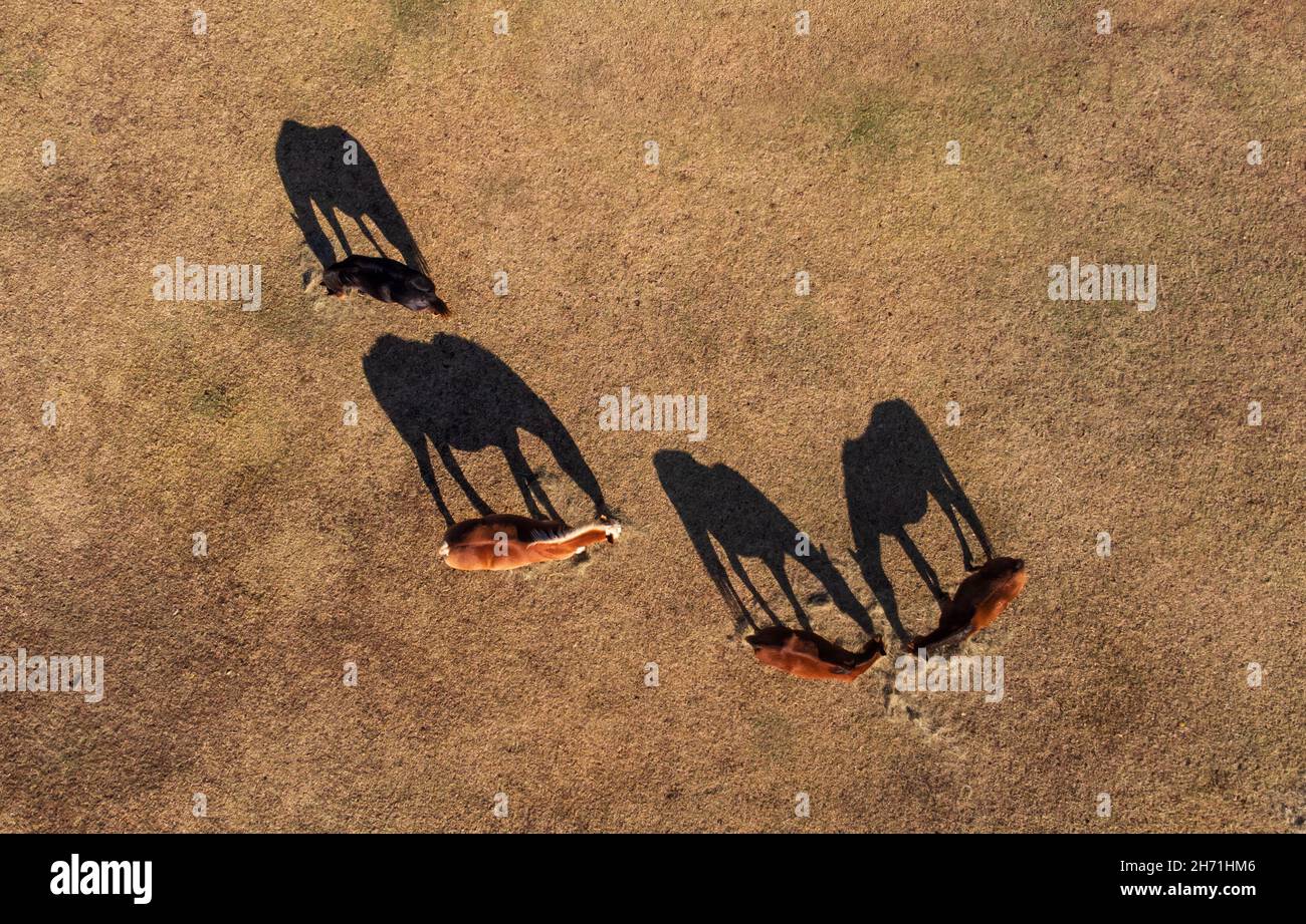 Cuatro caballos en una vista de arriba abajo comiendo heno en un pasto por la mañana, y sus sombras junto a ellos Foto de stock