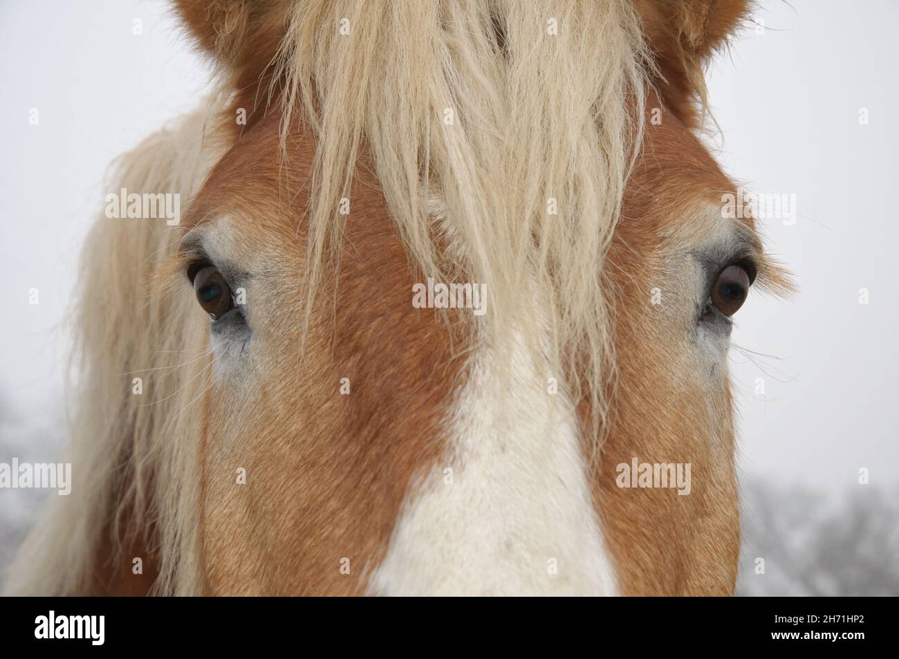 Primer plano de una cara de un caballo de tiro belga, con ambos ojos visibles Foto de stock