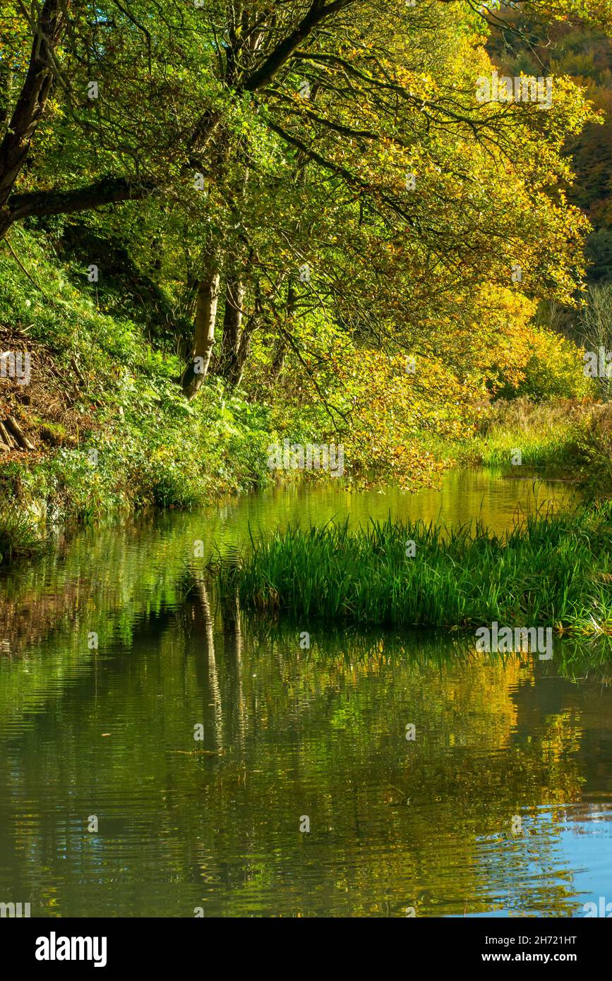 Los árboles otoñales se reflejan en el agua del canal Cromford en el distrito de Derbyshire Peak, Inglaterra, Reino Unido Foto de stock