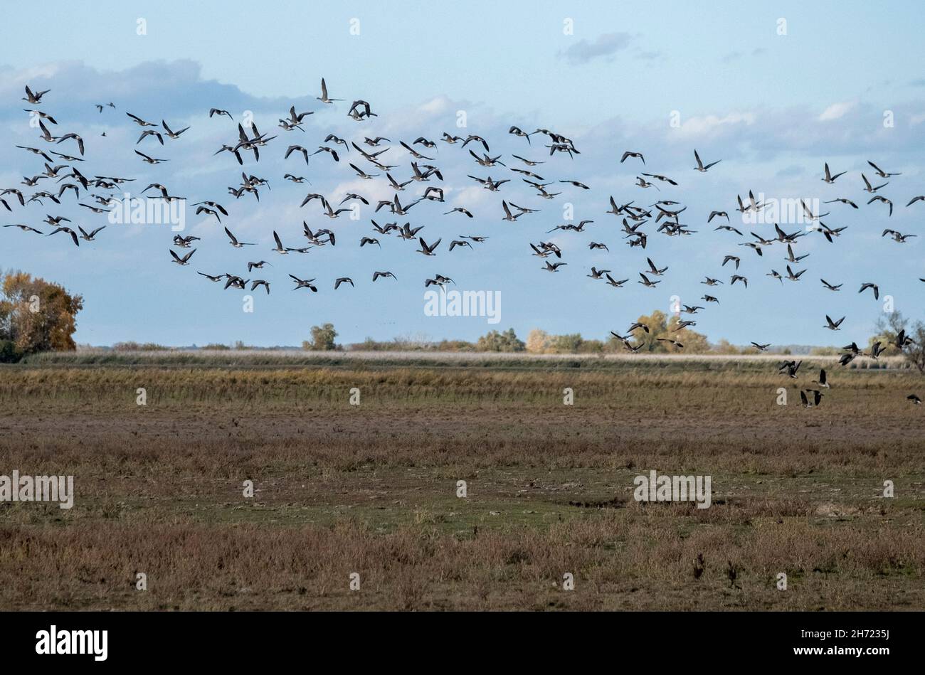 Bandadas de gansos salvajes volando sobre un campo, Parque Nacional de Hortobagy, Hungría Foto de stock