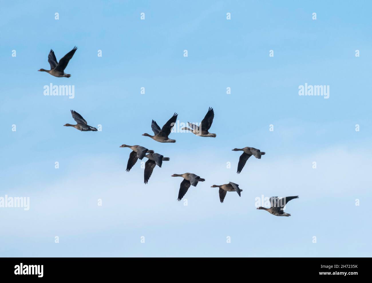 Gansos salvajes en vuelo, Parque Nacional Hortobagy, Hungría Foto de stock