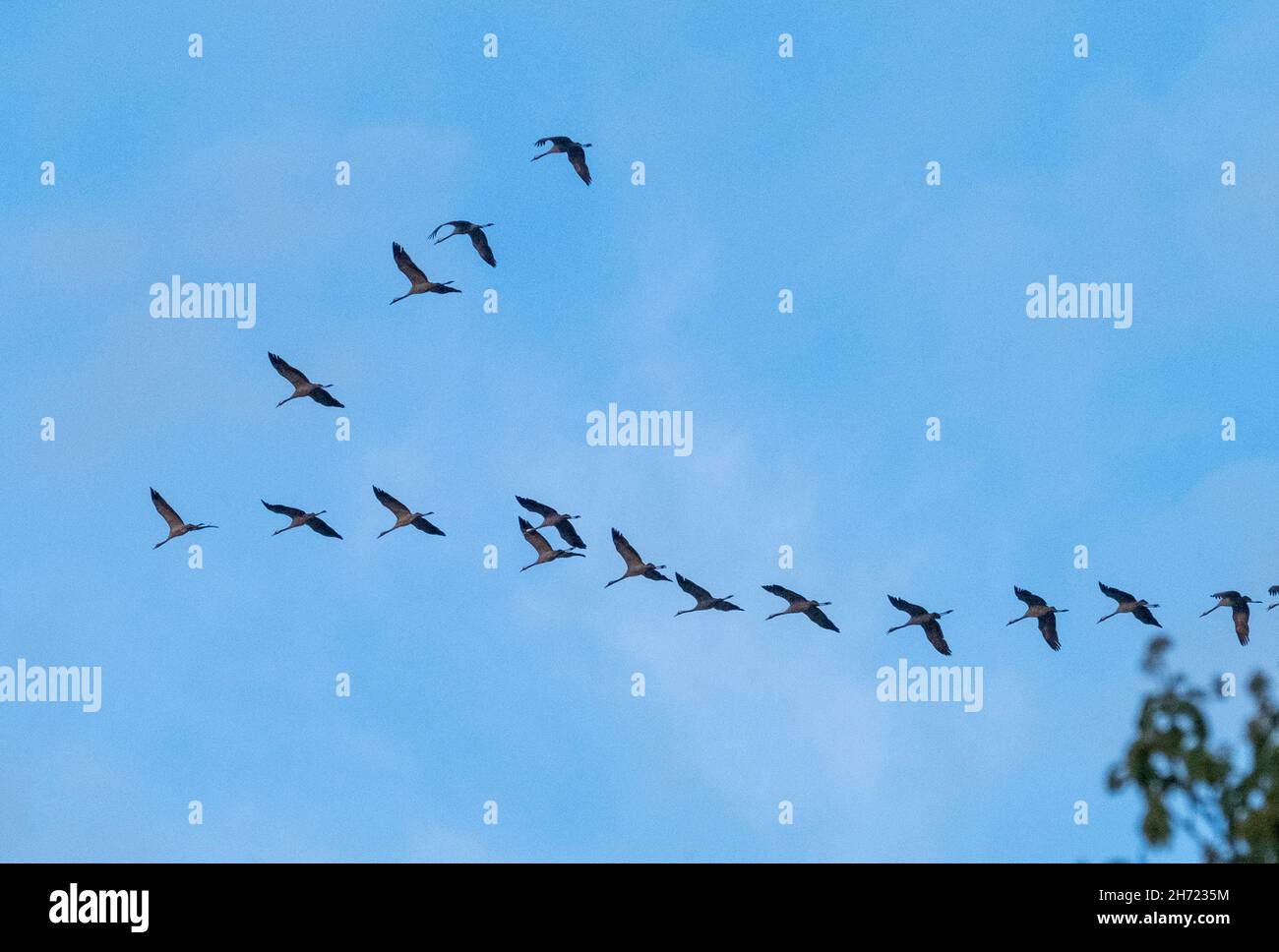 Un rebaño de grúas en vuelo, Parque Nacional de Hortobagy, Hungría Foto de stock