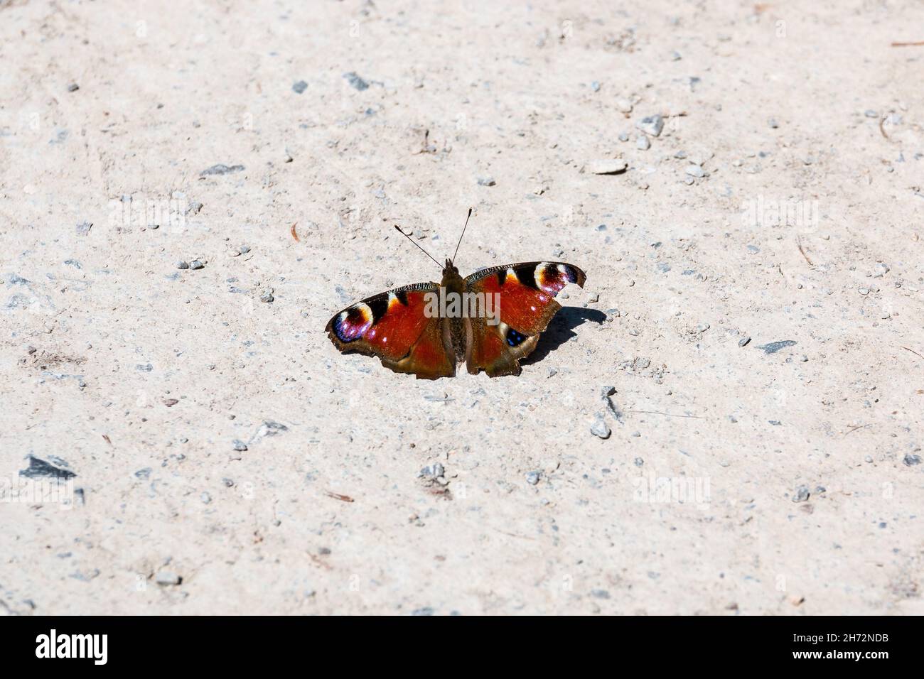 Una mariposa de pavo real en el suelo pedregoso blanco Foto de stock