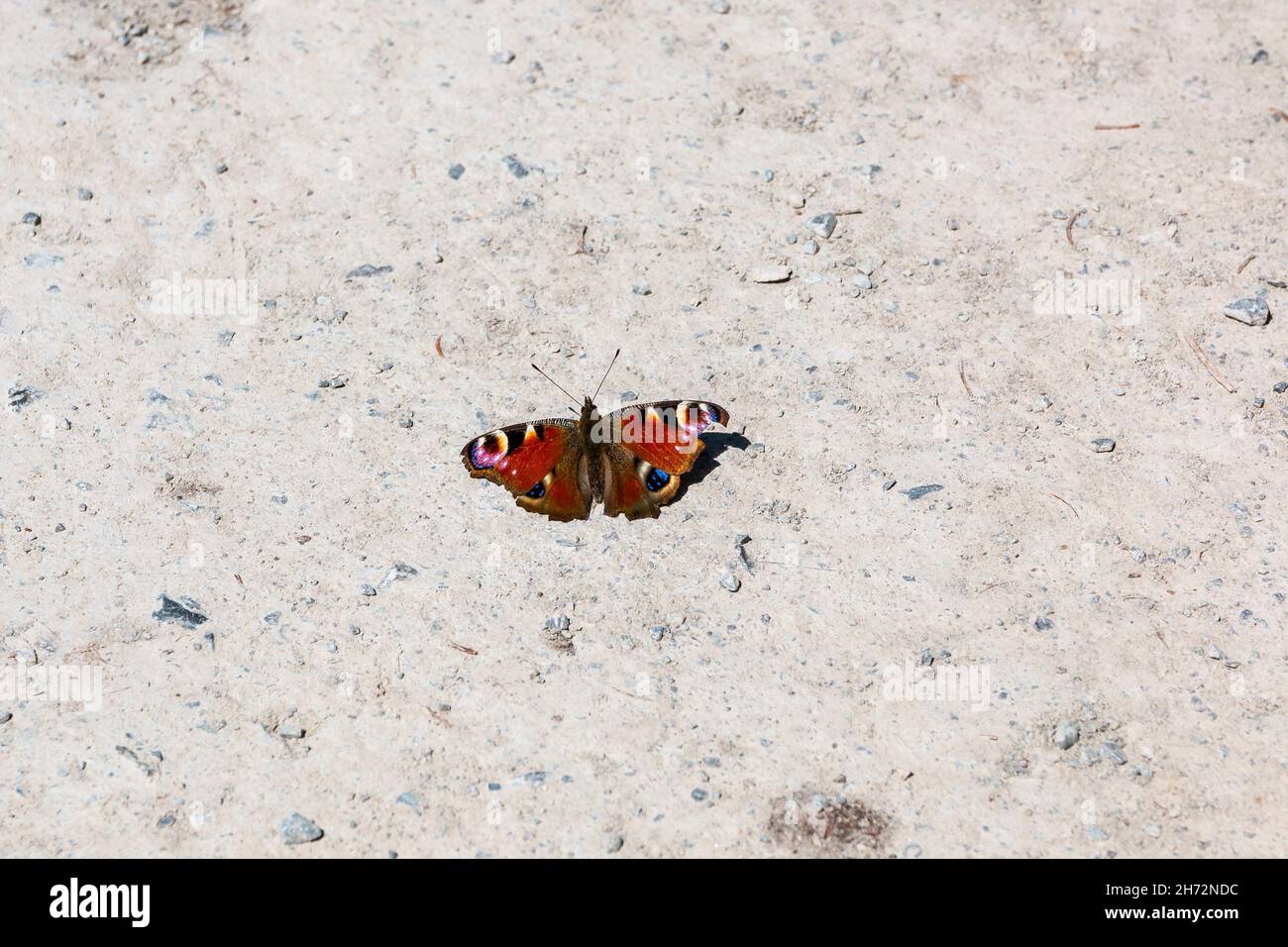 Una mariposa de pavo real en el suelo pedregoso blanco Foto de stock