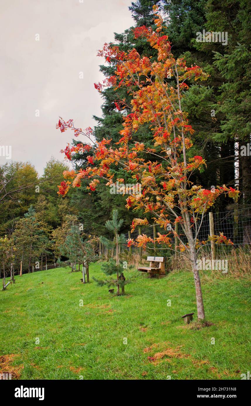 Un lugar para descansar en el borde de un parque rural, con un banco cerca de las hojas doradas y rodeado de árboles Foto de stock