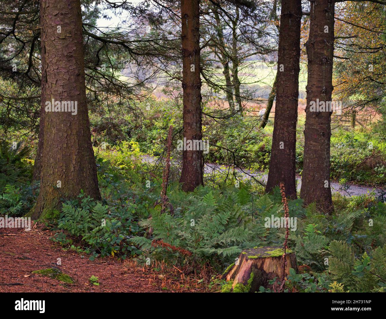 Mirando a través de una formación de árboles en el borde de Beacon Fell Country Park Foto de stock