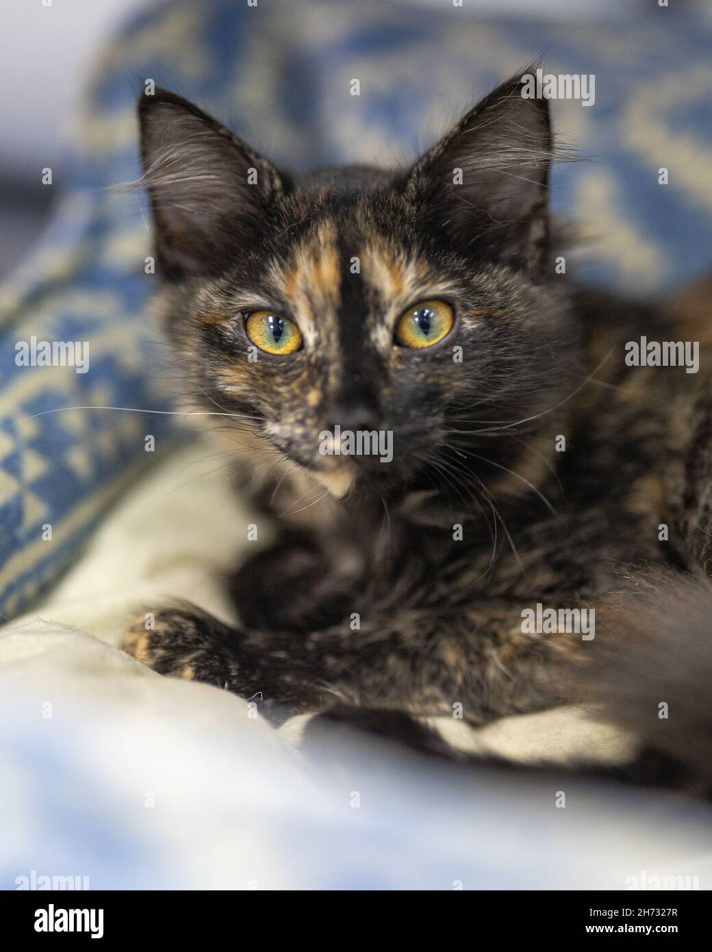 Lindo gato negro con manchas marrones en su cama en casa Fotografía de  stock - Alamy