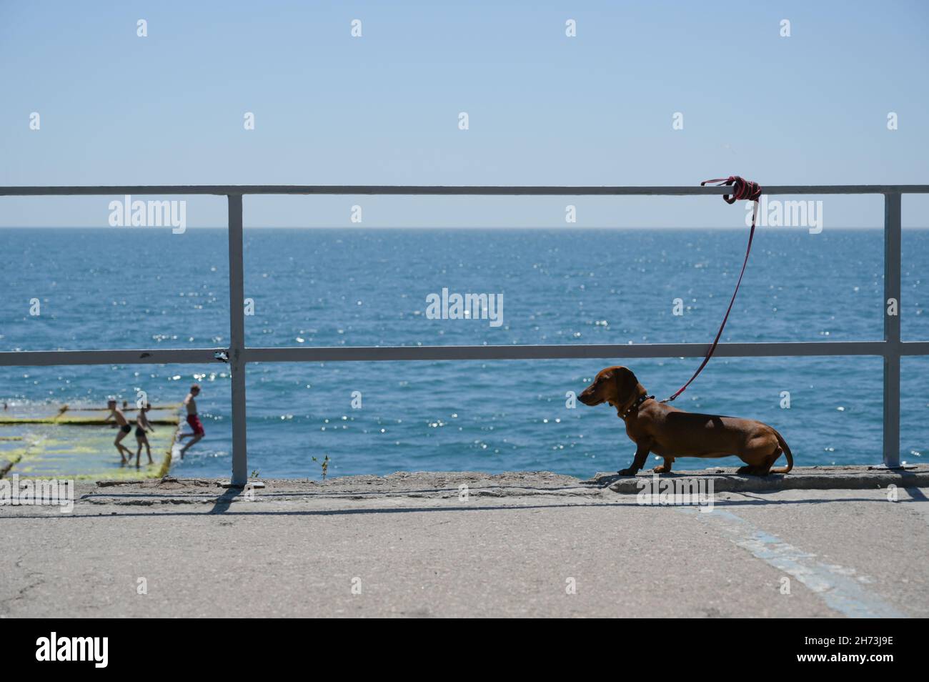 una solitaria correa atada dachshund cerca de cerca de la valla con saltar y jugar a los niños en el mar de verano en la ciudad Foto de stock