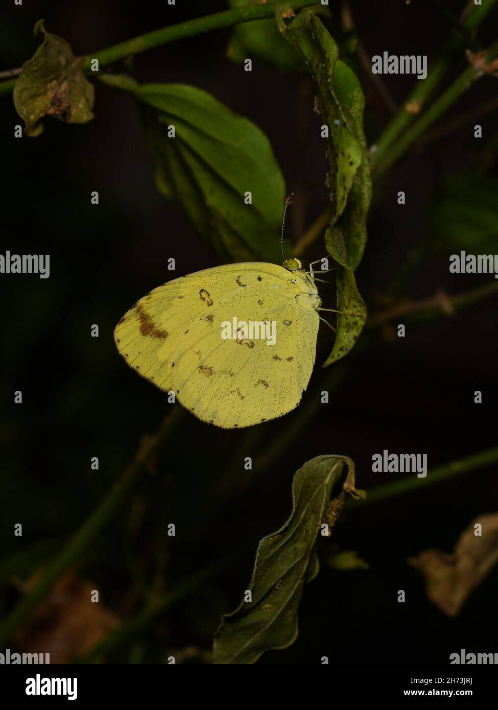 Hierba Común Mariposa amarilla descansando sobre una hoja Foto de stock