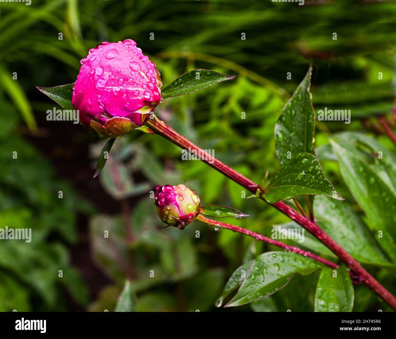 Hermosas peonías florecen con gotas de agua. Jardín Botánico, KIT Karlsruhe, Alemania, Europa Foto de stock